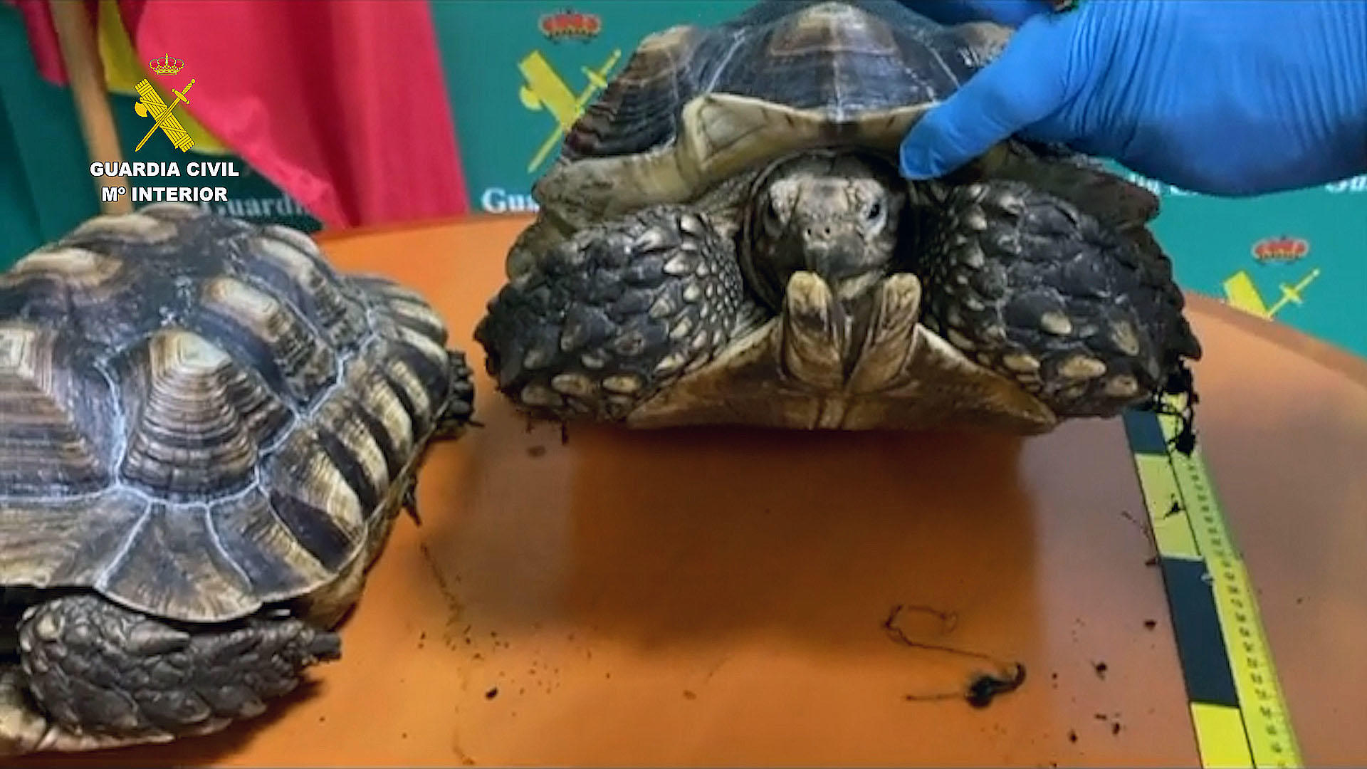 La Guardia Civil ha intervenido en Málaga 17 especies protegidas que se comercializaban ilegalmente a través de Internet, en una operación en la que se ha detenido a veintiséis personas por delitos contra la fauna y tenencia y tráfico de especies protegidas.EFE/Guardia Civil//SOLO USO EDITORIAL/SOLO DISPONIBLE PARA ILUSTRAR LA NOTICIA QUE ACOMPAÑA (CRÉDITO OBLIGATORIO)//