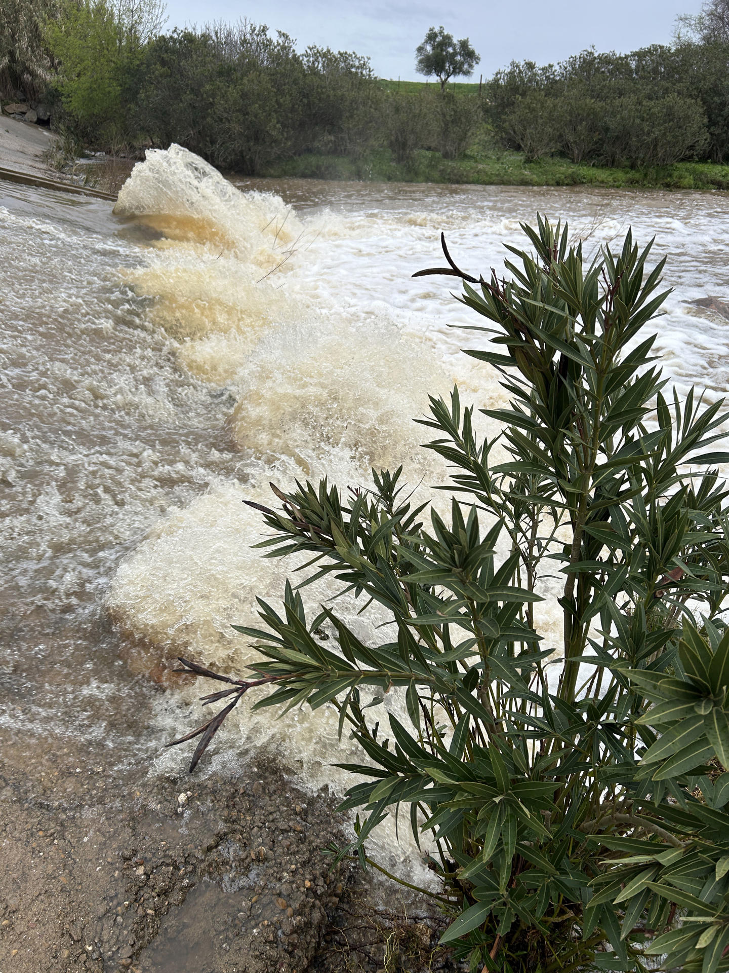 Imagen del cauce del río Guadiamar a su paso por Gerena (Sevilla). Este río ha recibido casi 500 litros de agua por metro cuadrado desde el inicio del año hidrológico, el pasado 1 de octubre, lo que beneficia especialmente a Doñana, ya que es la principal corriente fluvial de aporte de agua al Parque Nacional. EFE/Fermín Cabanillas
