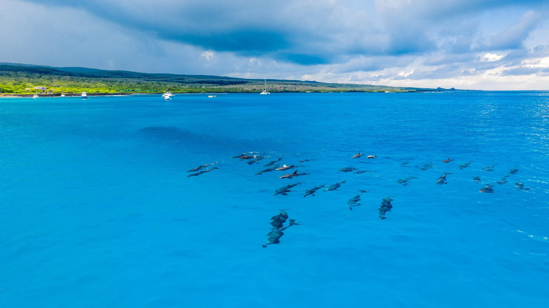 Fotografía tomada de la cuenta oficial del Parque Galápagos en la red social X de delfines nariz de botella cerca de la isla Floreana, en Gálapagos (Ecuador). EFE/ @parquegalapagos / Johanes Ramírez
