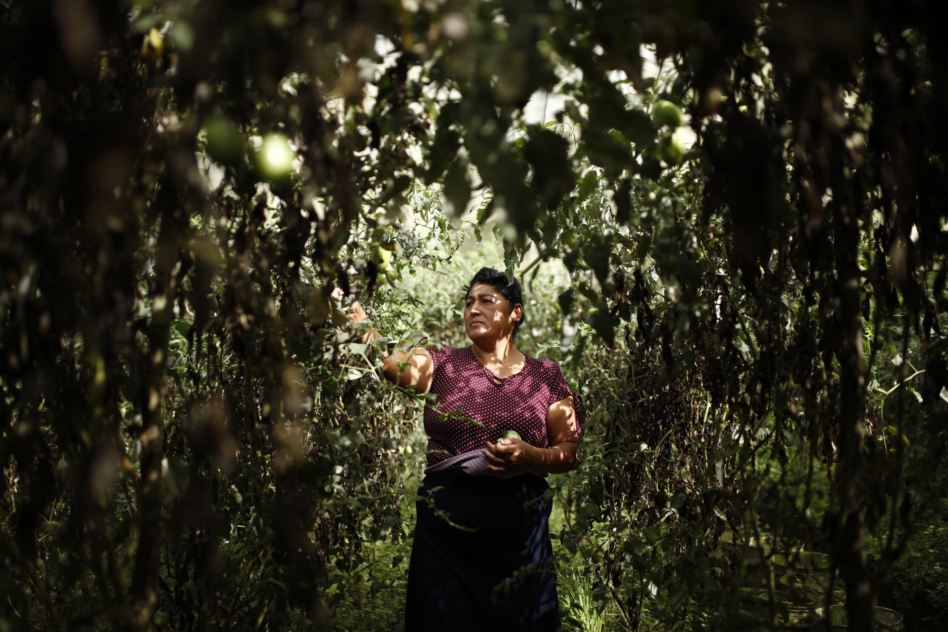 Fotografía de Carmen López trabajando en su huerto de cultivo de lechugas, pepinos y tomates en Comasagua (El Salvador). EFE/ Rodrigo Sura