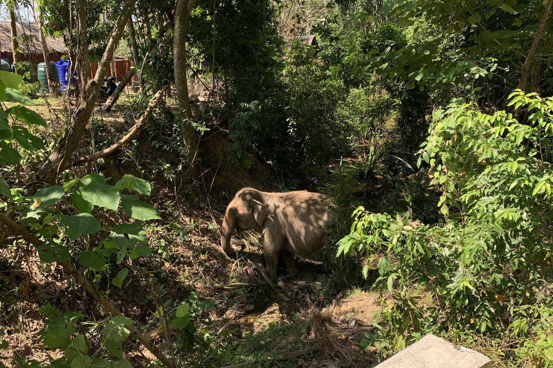 Fotografía de archivo, tomada el 4/01/2025, que muestra a un elefante en un centro turístico de Tailandia. EFE/Brian Bujalance