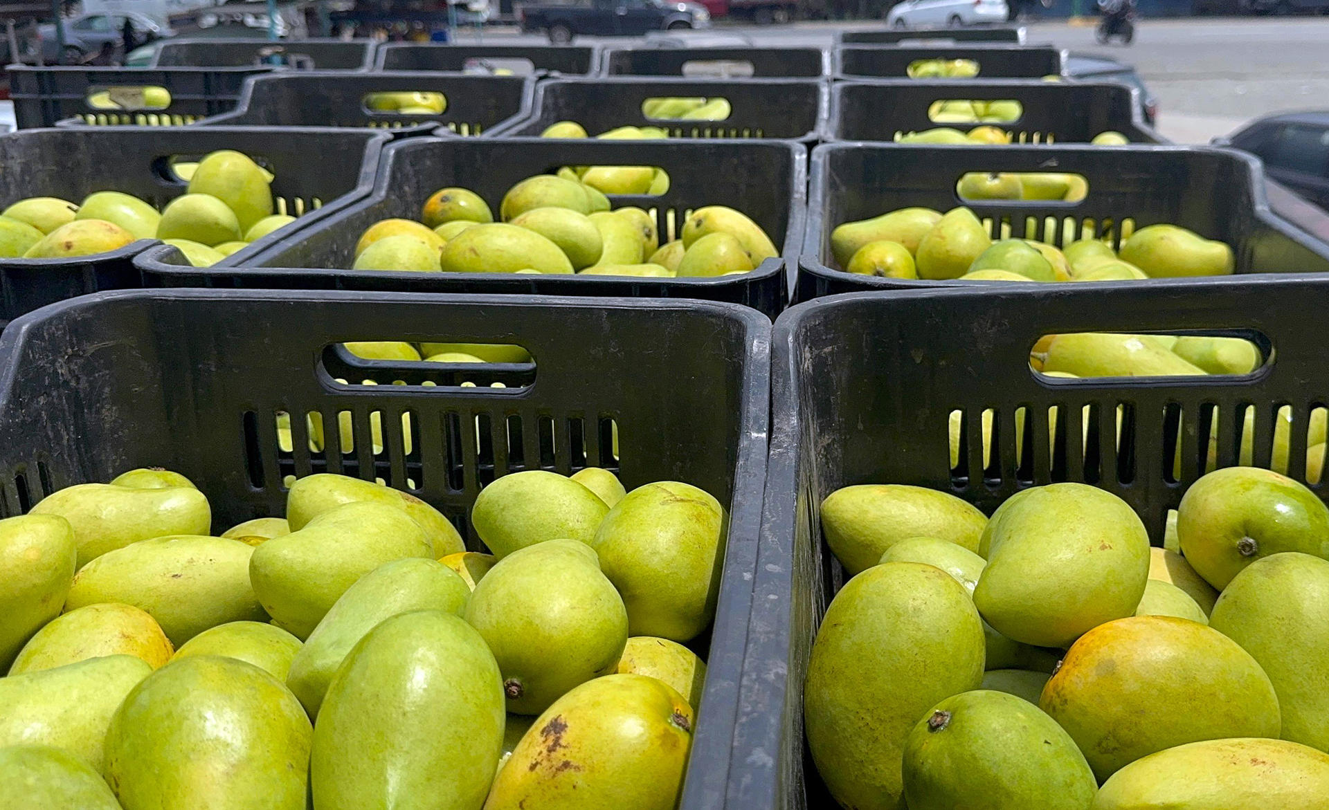 Fotografía de una cosecha de mangos este miércoles, en la ciudad de Tapachula, en Chiapas (México). EFE/Juan Manuel Blanco