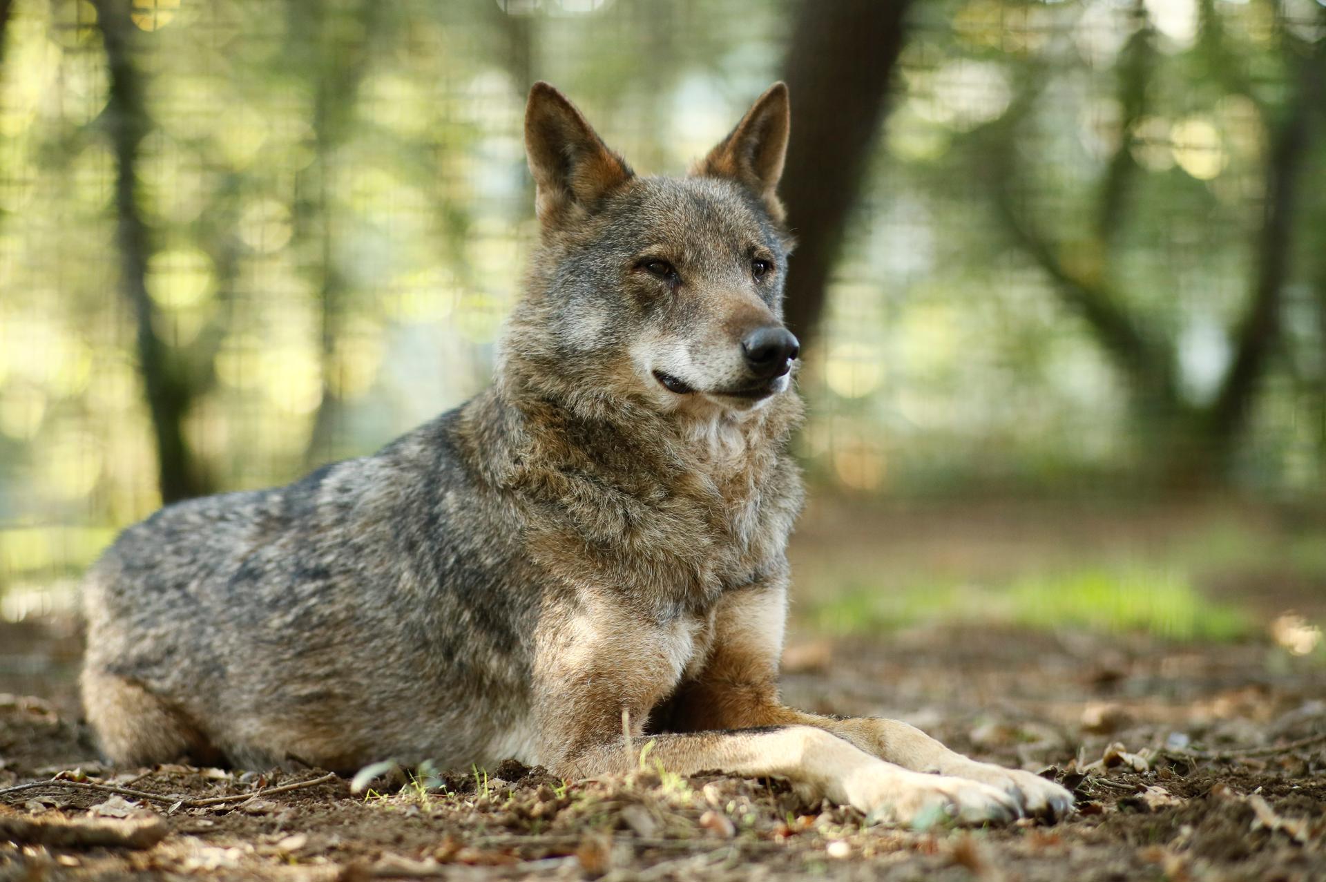 En la imagen de rchivo, un lobo Ibérico descansa en la reserva Natural de Marcelle (Lugo). EFE / Eliseo Trigo