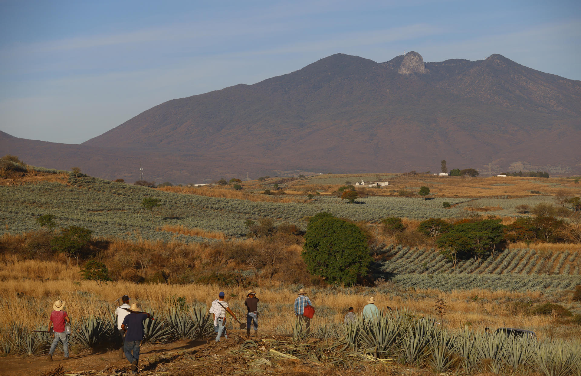 Jimadores laboran este sábado en un campo de agave en el municipio de el Arenal, en el estado de Jalisco (México). EFE/Francisco Guasco