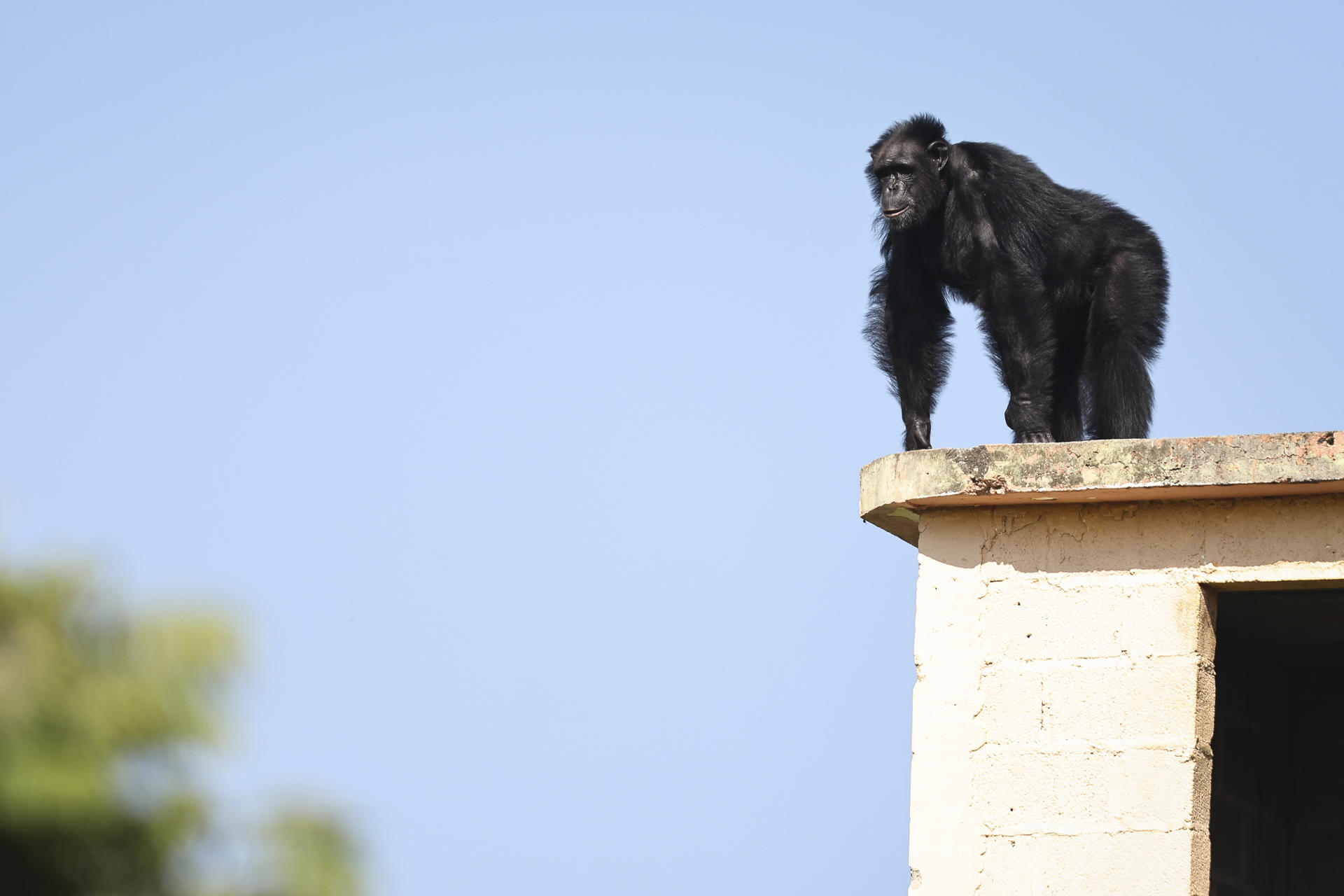 Yoko, el último chimpancé que se encontraba en cautiverio en Colombia, fue presentado este martes al público en el Santuario de Grandes Primates de Sorocaba, en el estado brasileño de São Paulo. EFE/ Isaac Fontana