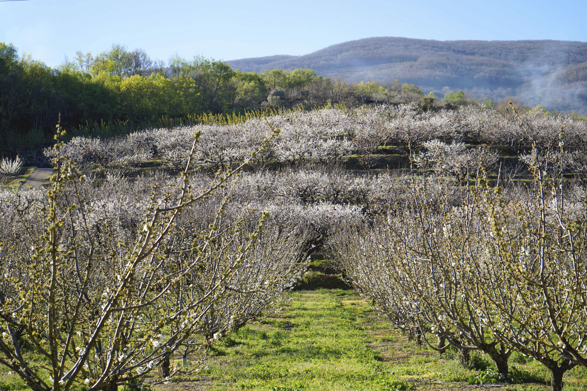 El valle del Jerte, en el norte de Extremadura, es famoso por la floración de los cerezos, un increíble espectáculo de más de un millón y medio de árboles que tiñen de blanco las laderas de esta comarca cacereña y cuyas flores anuncian la llegada de las afamadas cerezas y picotas jerteñas. La floración de los cerezos no se produce todos los años en las mismas fechas ya que depende de las condiciones meteorológicas que haya durante el invierno, aunque lo habitual es que se produzca durante la segunda quincena de marzo y primera semana de abril. A día de hoy, ya se pueden ver las primeras flores, no obstante, los técnicos de la Oficina de Turismo de la Mancomunidad del Jerte han señalado que por ahora son muy pocas. EFE/Eduardo Palomo