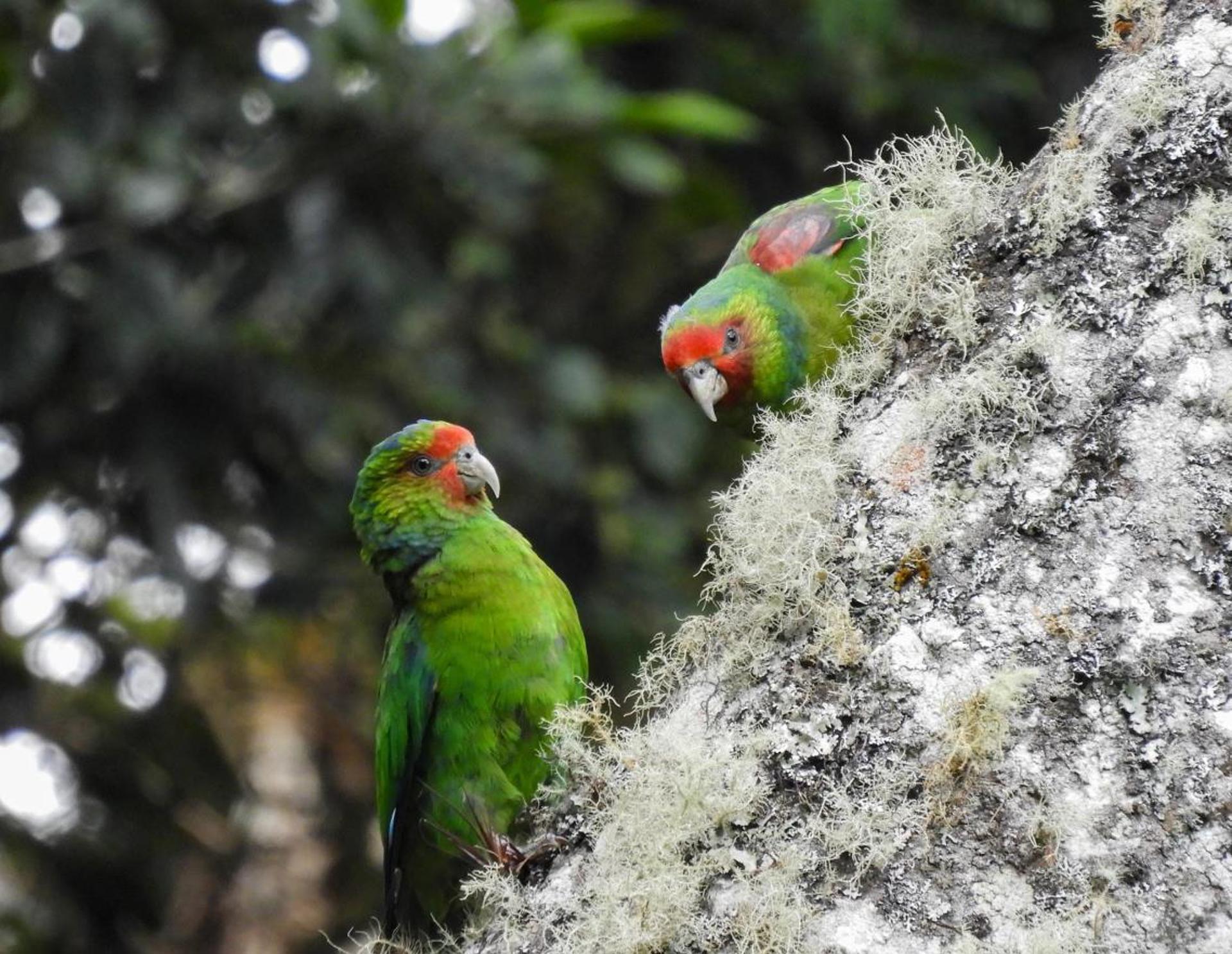 Fotografía cedida por Fundación Jocotoco, Rainforest Trust, American Bird Conservancy que muestra dos loros carirrojo, una especie en peligro de extinción. EFE/ Fundación Jocotoco Rainforest Trust American Bird Conservancy