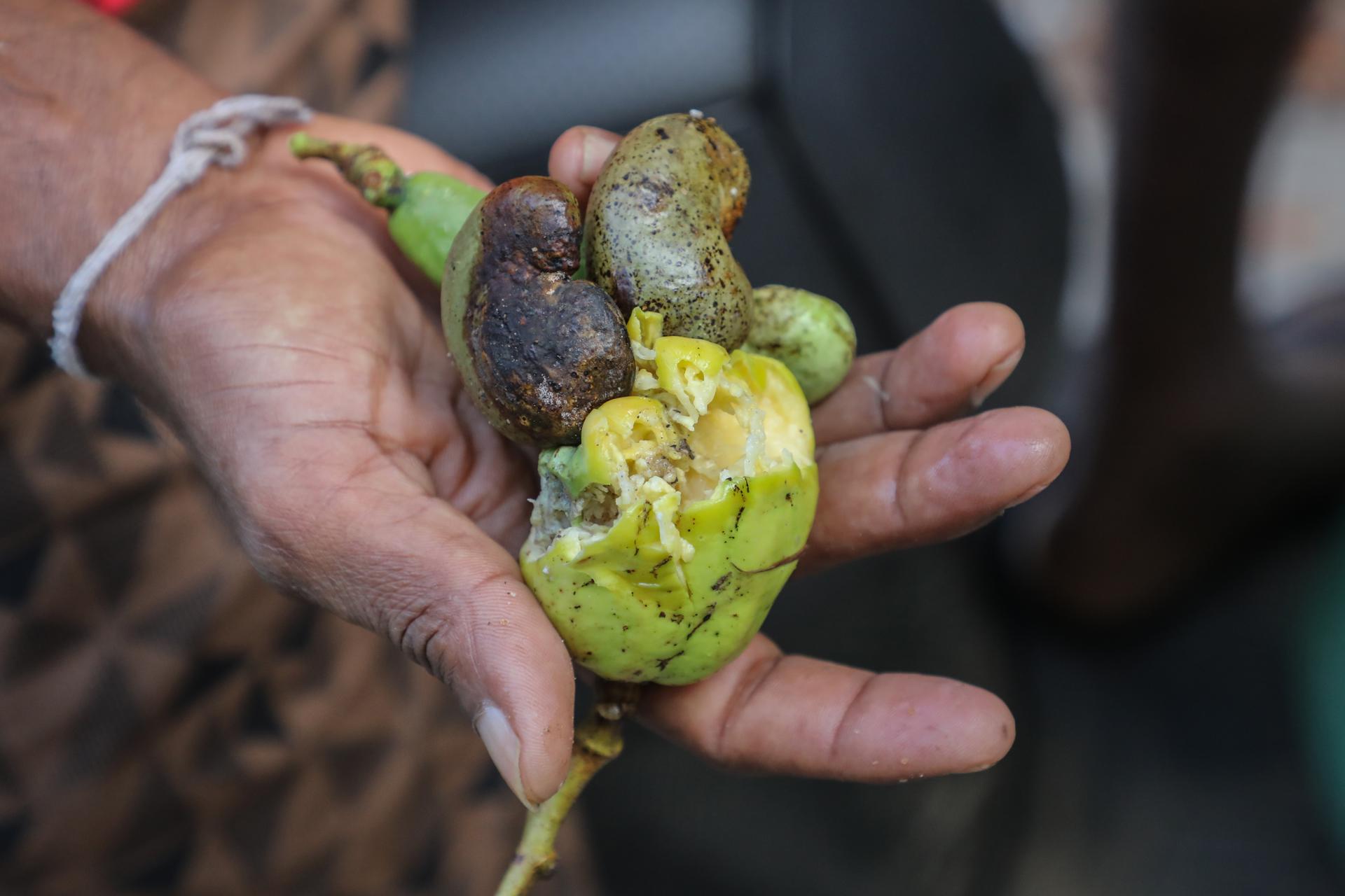 Un hombre muestra anacardos verdes dañados por monos en el jardín de una casa en el suburbio de Nawagamuwa en Colombo, Sri Lanka, el 15 de marzo de 2025. EFE/EPA/CHAMILA KARUNARATHNE