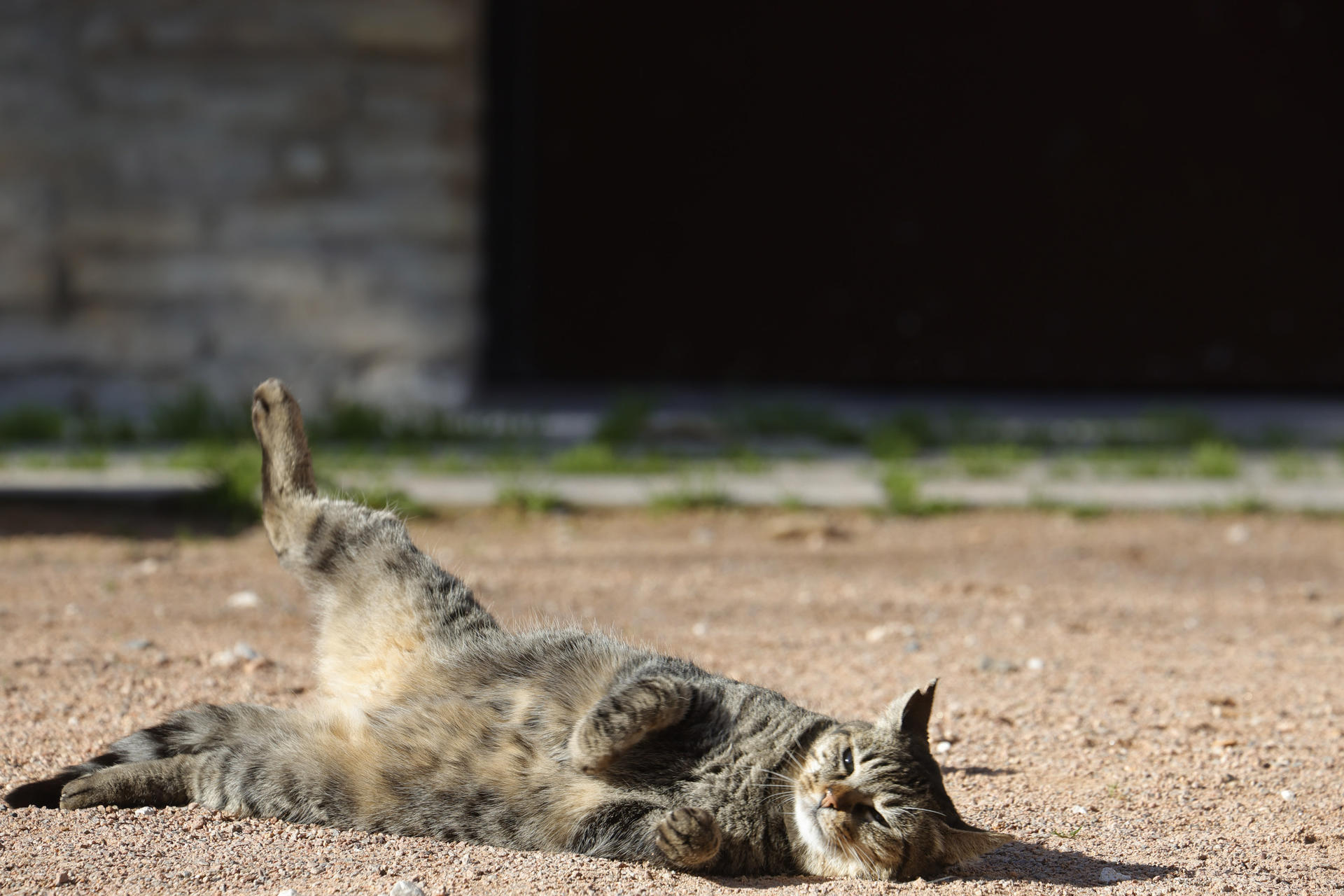 Imagen de archivo de un gato de una colonia felina de Córdoba. EFE/Salas