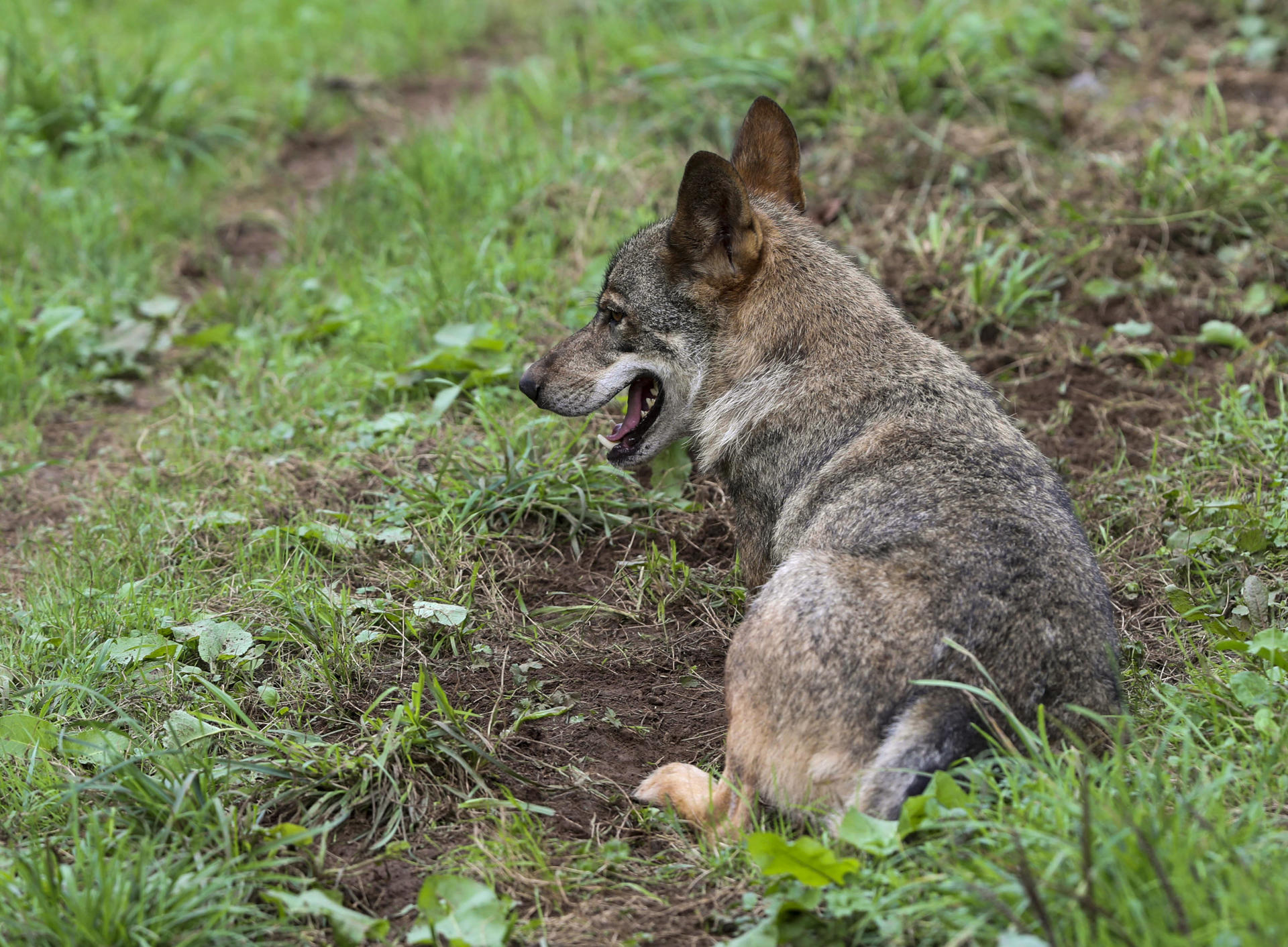 Un lobo Ibérico en una imagen de archivo. EFE/ J.L.Cereijido