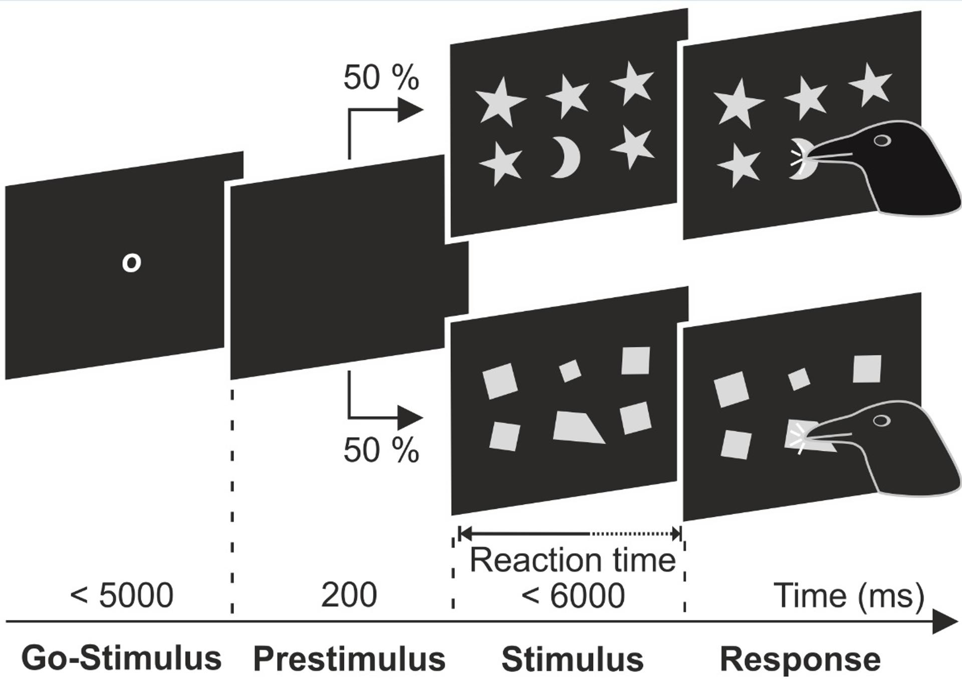 Ilustración que muestra el experimento al que fueron sometidos los cuervos. EFE/Schmidbauer et al., Sci. Adv. 11, eadt3718 (2025) /SOLO USO EDITORIAL
