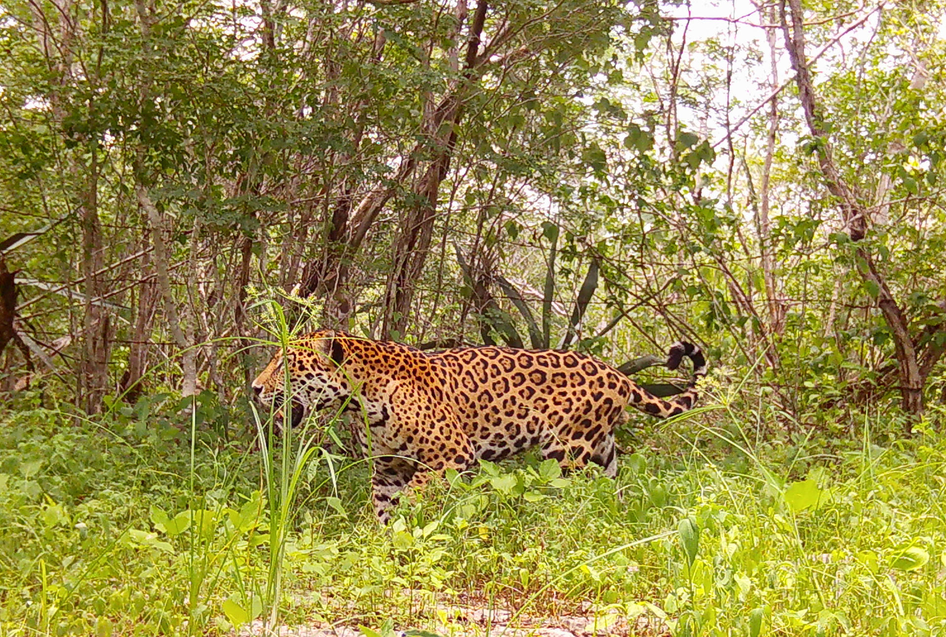 Fotografía sin fechar cedida por Tech4Nature, donde se observa a un ejemplar de Jaguar (Panthera onca), en la reserva de Dizlam de Bravo, en Yucatán (México). EFE/Tech4Nature/SOLO USO EDITORIAL NO VENTAS/SOLO DISPONIBLE PARA ILUSTRAR LA NOTICIA QUE ACOMPAÑA(CREDITO OBLIGATORIO)