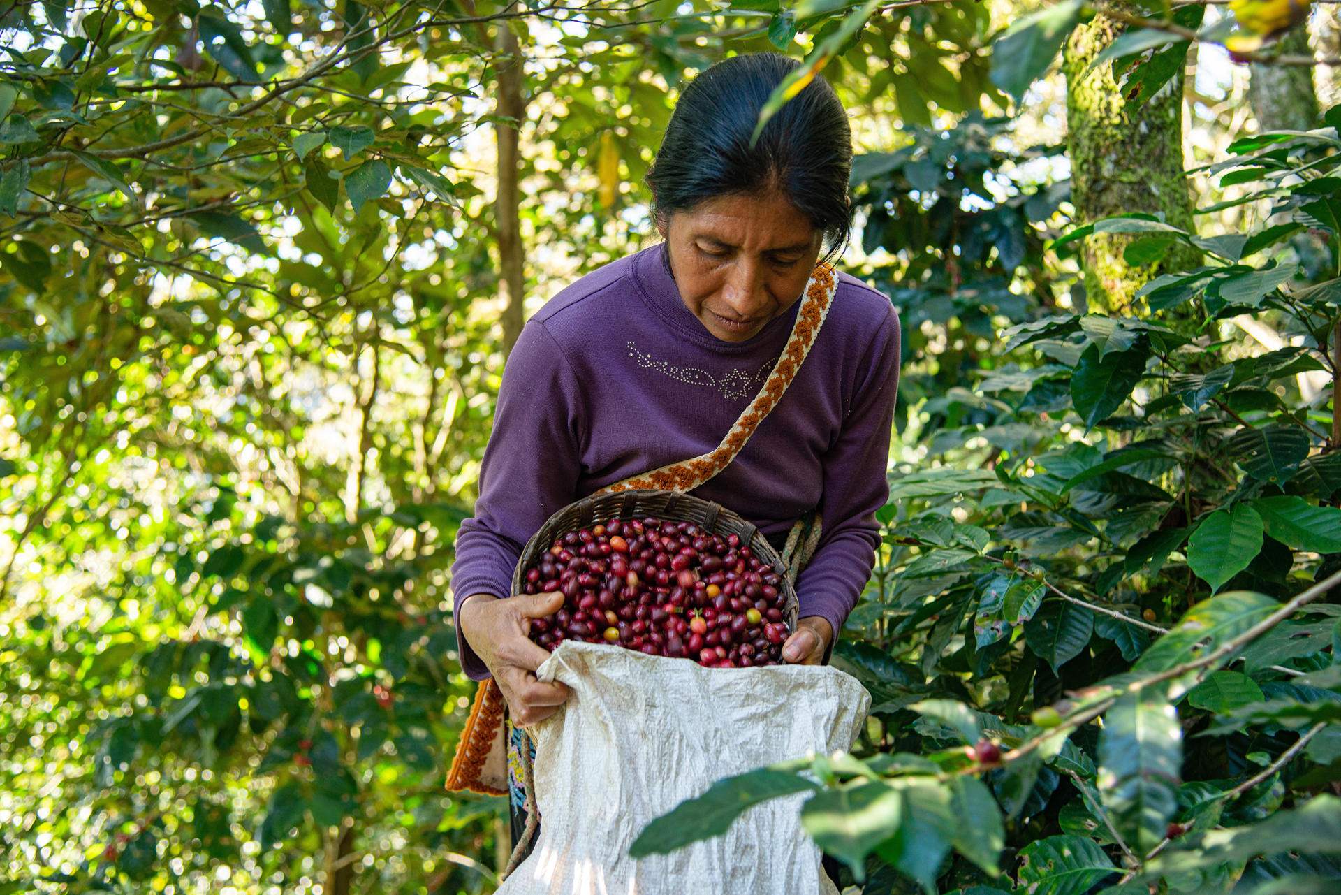 Fotografía de archivo de una mujer recolectando granos de café en Brasil. EFE/ Carlos López