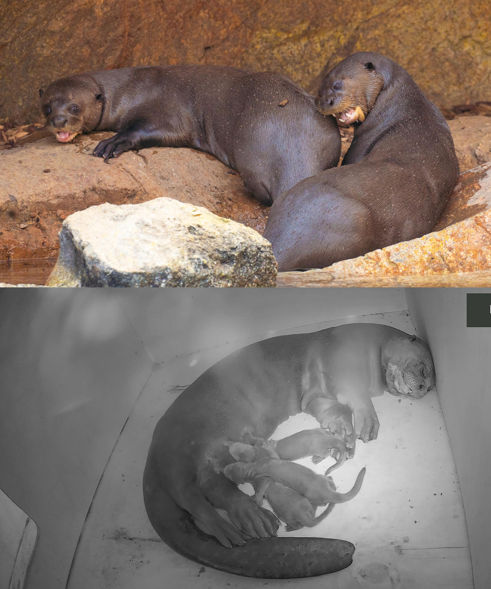 En el parque Bioparc Fuengirola (Málaga) han nacido tres crías de nutria gigante, una especie en peligro de extinción y de la que se estima que quedan menos de 7.000 ejemplares en libertad. Es un acontecimiento increíble tanto por lo poco frecuente como por lo que representa para la conservación de esta especie. Imágenes de los padres antes del parto (arriba) y una imagen única captada por las cámaras de vigilancia con la madre amamantando a sus crías (abajo). EFE/BIOPARC//SOLO USO EDITORIAL/SOLO DISPONIBLE PARA ILUSTRAR LA NOTICIA QUE ACOMPAÑA (CRÉDITO OBLIGATORIO)//