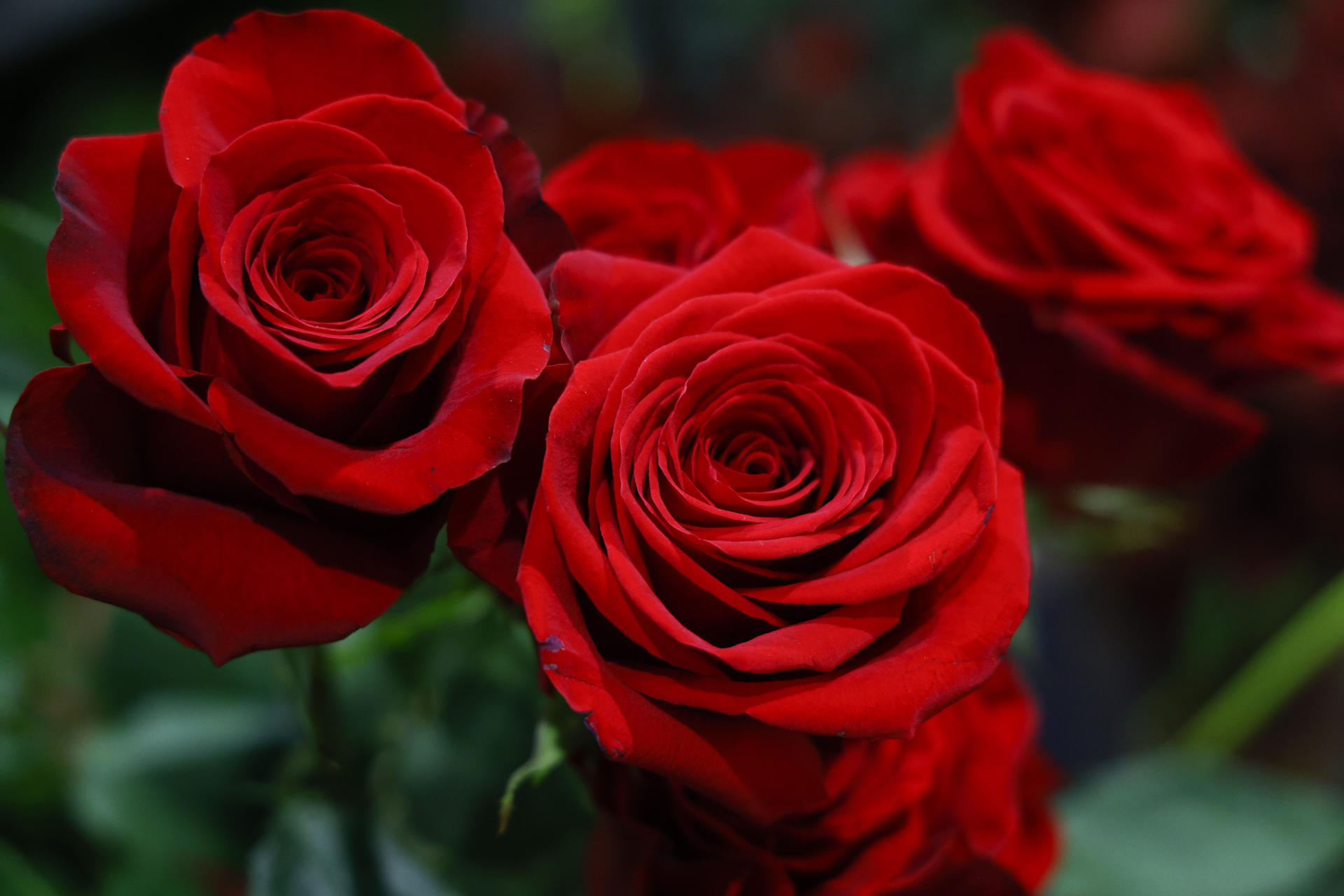Detalle de unas rosas en un mayorista de Mercabarna-Flor donde se prevé, para este Sant Jordi, que se vendan alrededor de siete millones de rosas, cuya procedencia será mayoritariamente extranjera. EFE/Quique García