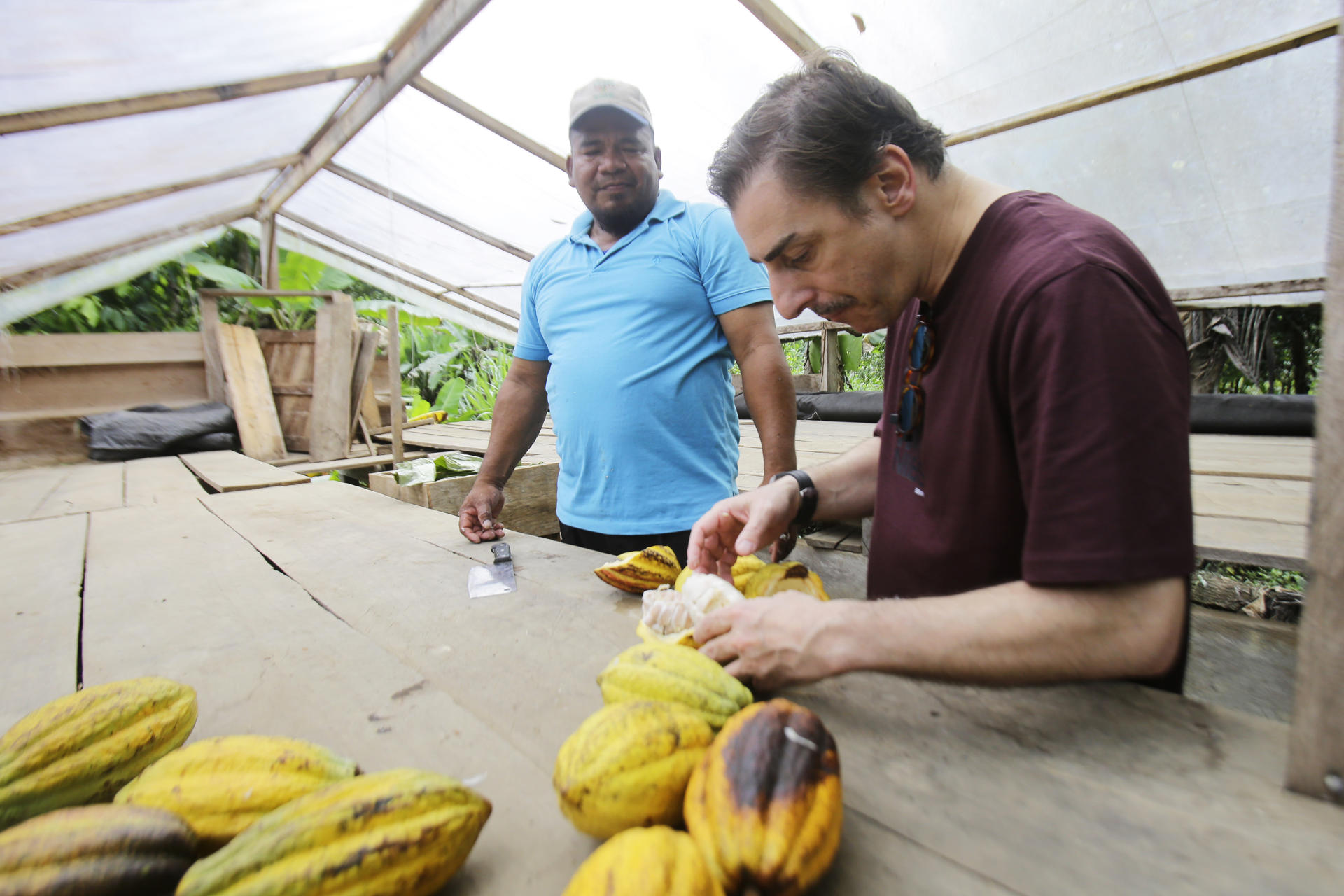 El chef español Jordi Roca (d), junto al agricultor Constantino Blandford, observan algunos frutos de cacao en Río Oeste Arriba (Panamá). EFE/ Carlos Lemos
