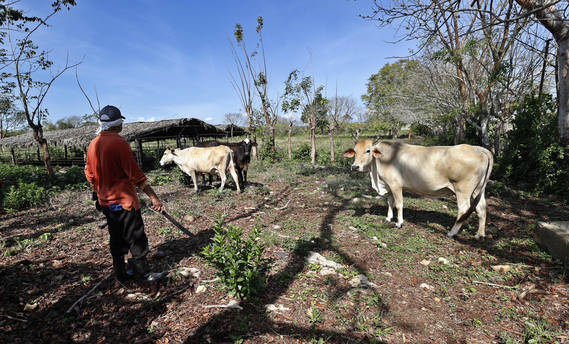 Fotografía del 1 de abril de 2025 de un campesino en un finca, en Cárdenas (Cuba). Julio, un campesino cubano de 71 años, decidió vender el año pasado todas sus vacas, cansado de los vándalos que se las robaban en las noches para luego comercializar la carne en el mercado negro. EFE/ Ernesto Mastrascusa