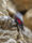 Fotografía facilitada por la organización SEO/BirdLife de un treparriscos. EFE