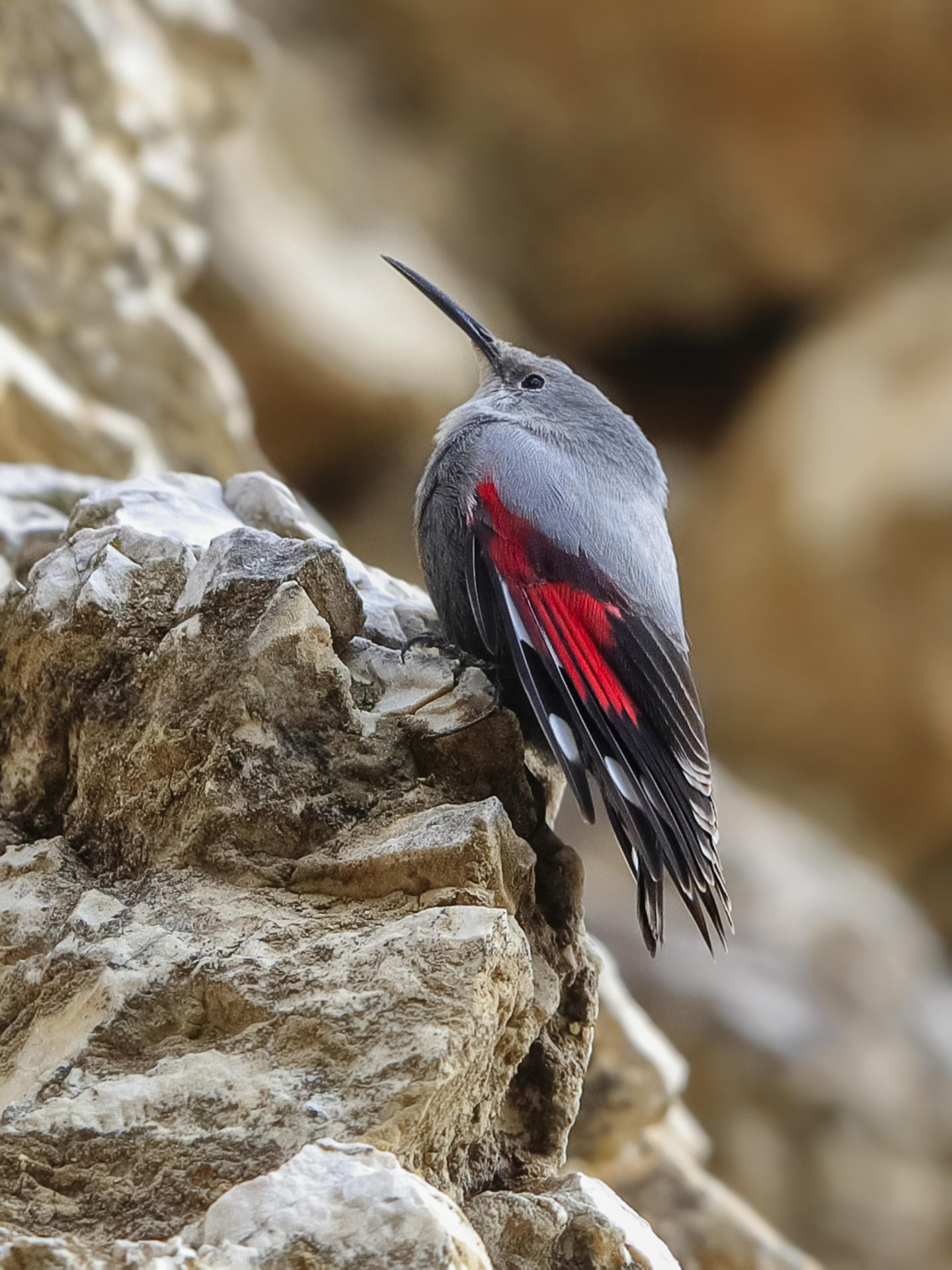 Fotografía facilitada por la organización SEO/BirdLife de un treparriscos. EFE