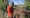 Fotografía del 1 de abril de 2025 de un campesino cerrando las puertas donde pastorea su ganado, en Cardenas (Cuba). Julio, un campesino cubano de 71 años, decidió vender el año pasado todas sus vacas, cansado de los vándalos que se las robaban en las noches para luego comercializar la carne en el mercado negro. EFE/ Ernesto Mastrascusa

