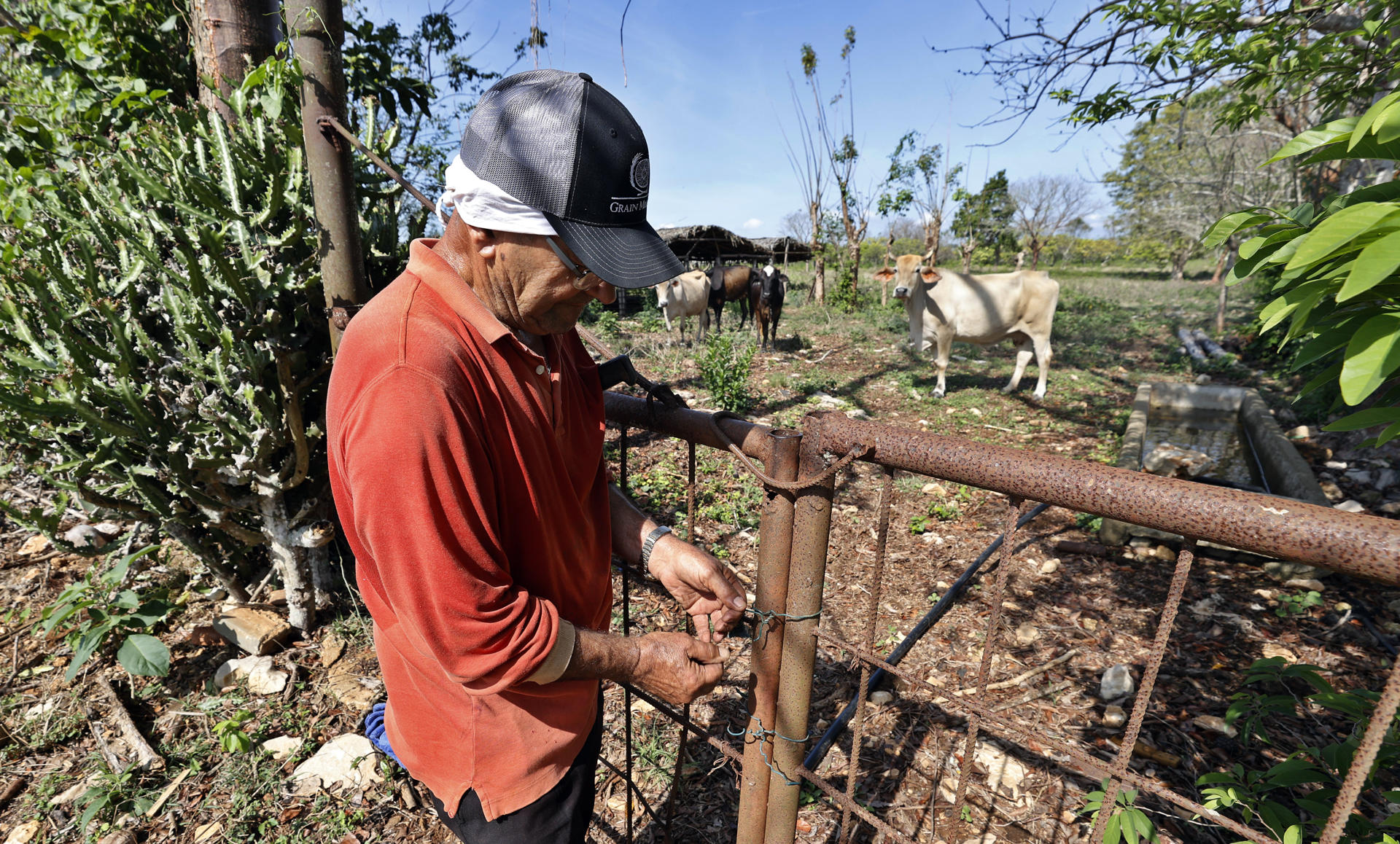 Fotografía del 1 de abril de 2025 de un campesino cerrando las puertas donde pastorea su ganado, en Cardenas (Cuba). Julio, un campesino cubano de 71 años, decidió vender el año pasado todas sus vacas, cansado de los vándalos que se las robaban en las noches para luego comercializar la carne en el mercado negro. EFE/ Ernesto Mastrascusa