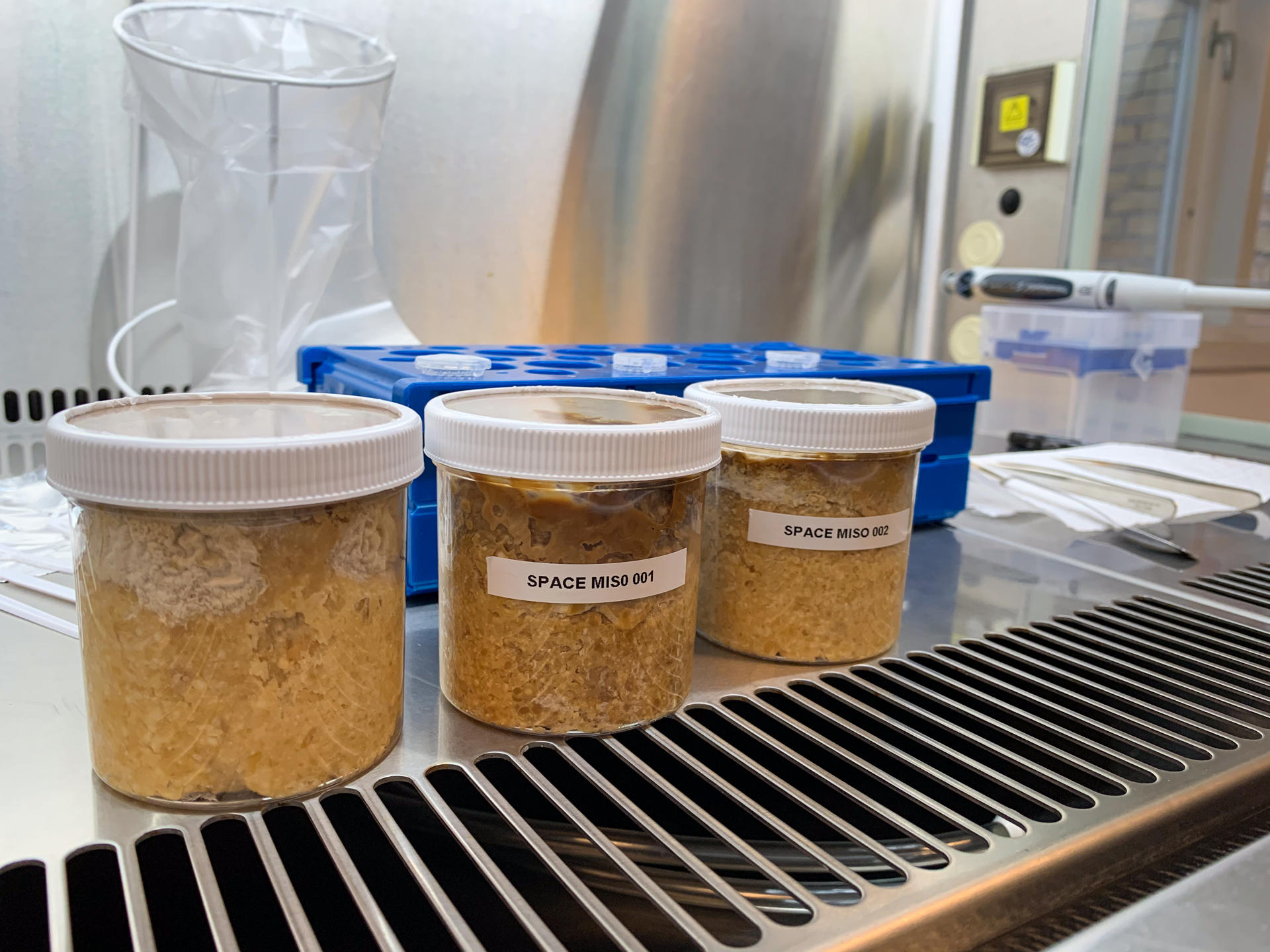 Muestra de tres tipos de miso tras la fermentación. EFE/Crédito: MaggieCoblentz/Instituto Tecnológico de Massachusetts