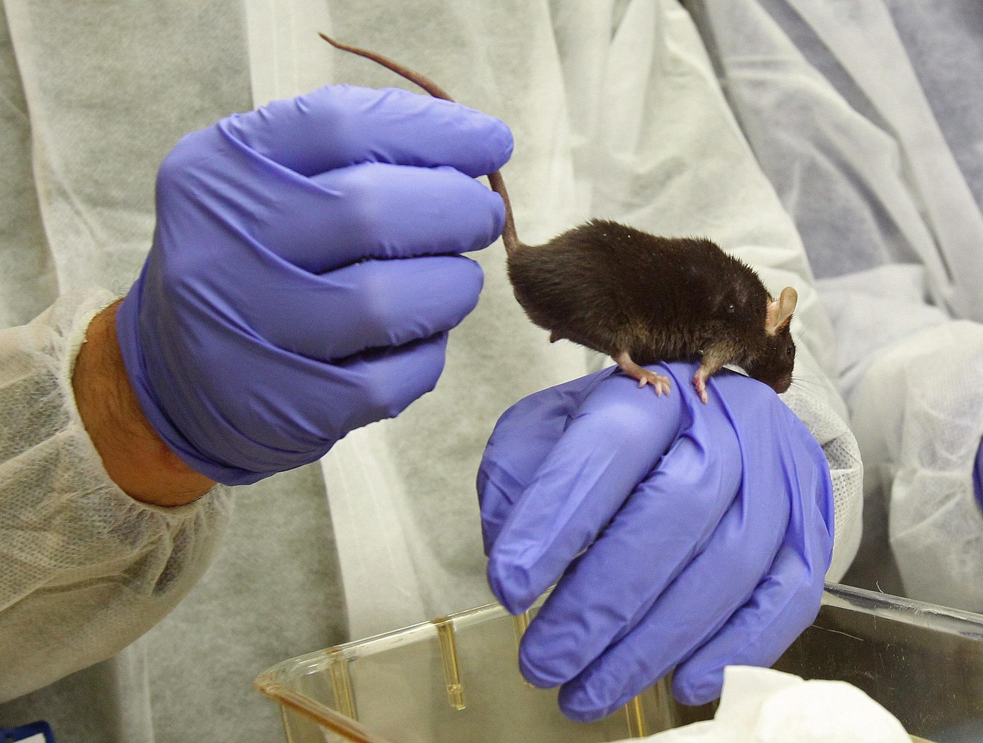 En la imagen de archivo, un ratón en un laboratorio. EFE/Toni Garriga