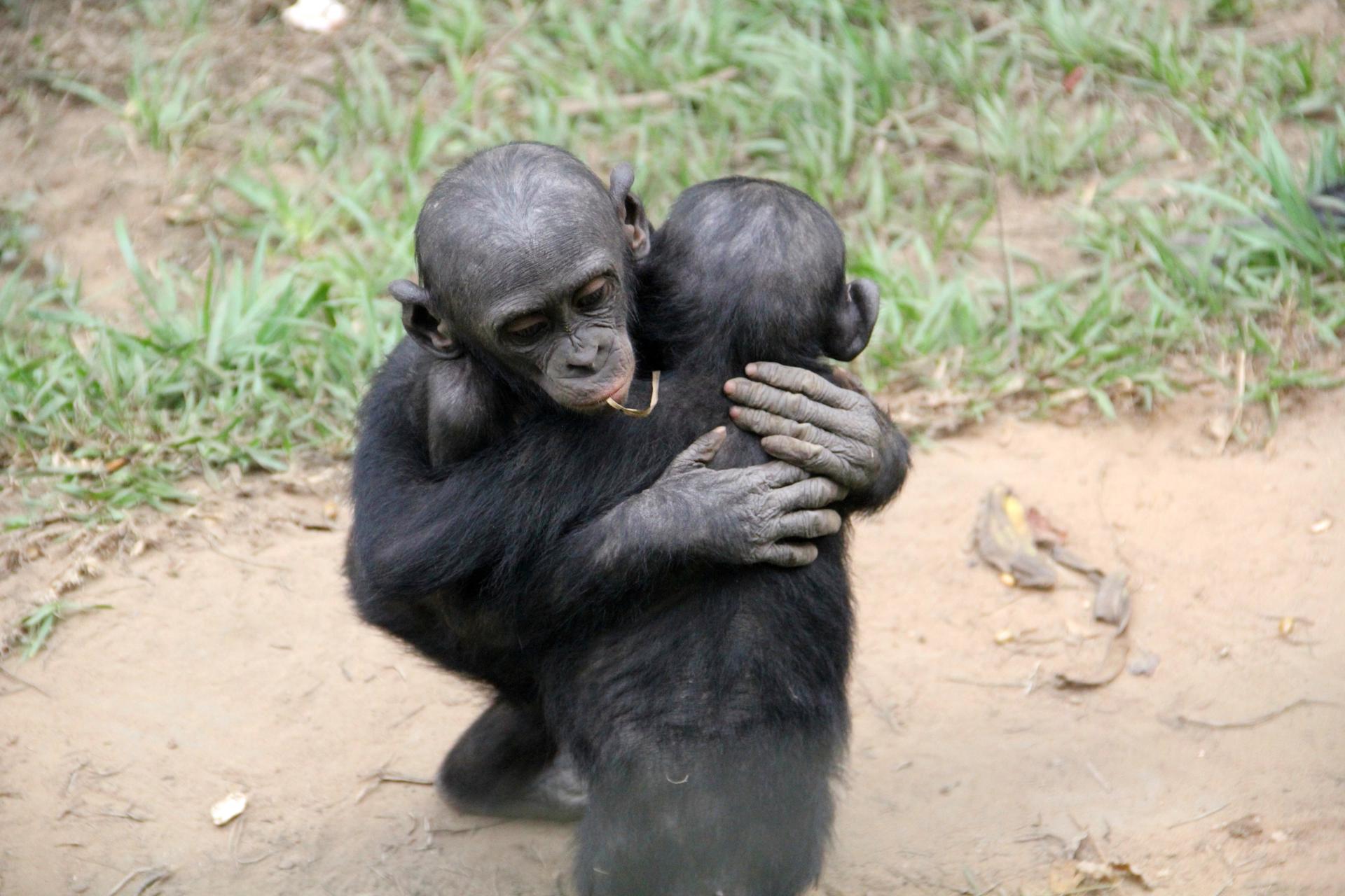 Un bonobo abraza a un compañero afligido durante un consuelo post-conflicto. Un estudio, llevado a cabo por psicólogos de la Universidad de Durham (Reino Unido) y recogido este viernes en la revista Evolution and Human Behavior, ha evidenciado que bonobos y chimpancés comparten el sentimiento de empatía que tenemos los humanos, con ligeras diferencias por especie a la hora de manifestarlo.Crédito: Santuario Zanna Clay/Lola ya Bonobo