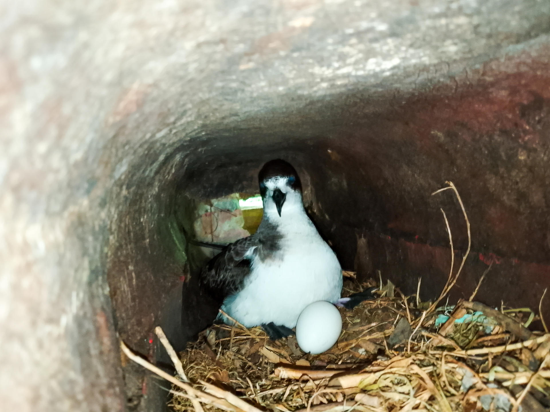 Fotografía fechada el 11 de abril de 2025 cedida por el Parque Nacional Galápagos, que muestra un petrel de galápagos (Pterodroma phaeopygia), ave endémica del archipiélago ecuatoriano. EFE/Parque Nacional Galápagos