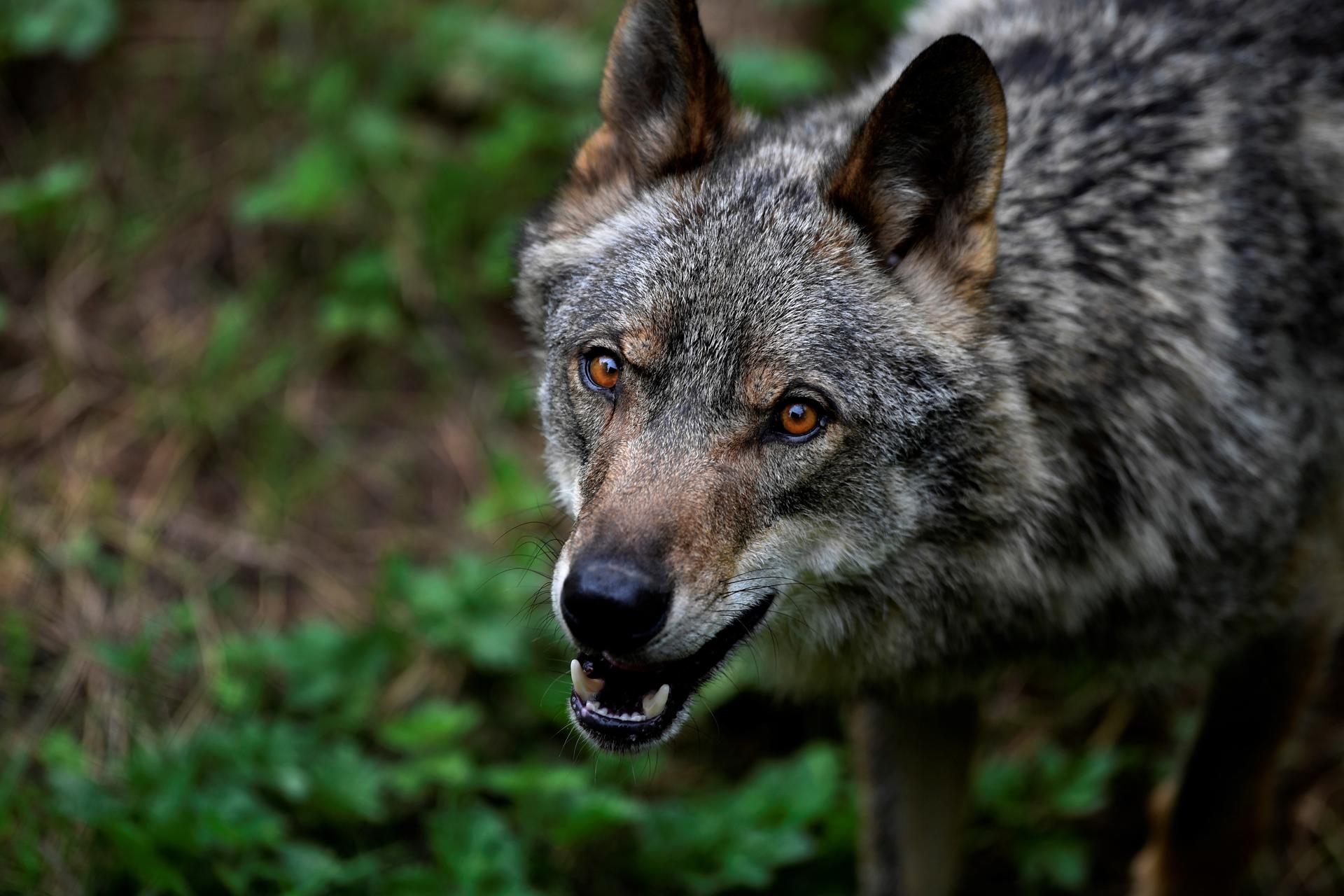 Imagen de archivo de un lobo ibérico. EFE/Eloy Alonso