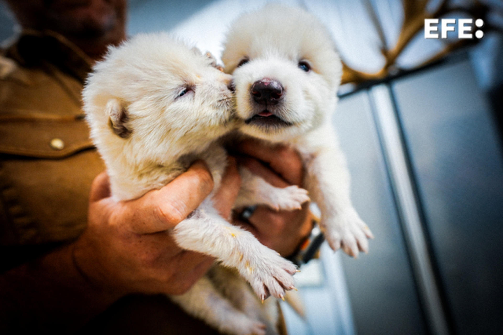 Fotografía cedida por la empresa Colossal Biosciences de los cachorros de lobo Rómulo y Remo, cuando tenían un mes de edad. EFE/ Colossal Biosciences /SOLO USO EDITORIAL/NO VENTAS/SOLO DISPONIBLE PARA ILUSTRAR LA NOTICIA QUE ACOMPAÑA (CRÉDITO OBLIGATORIO)