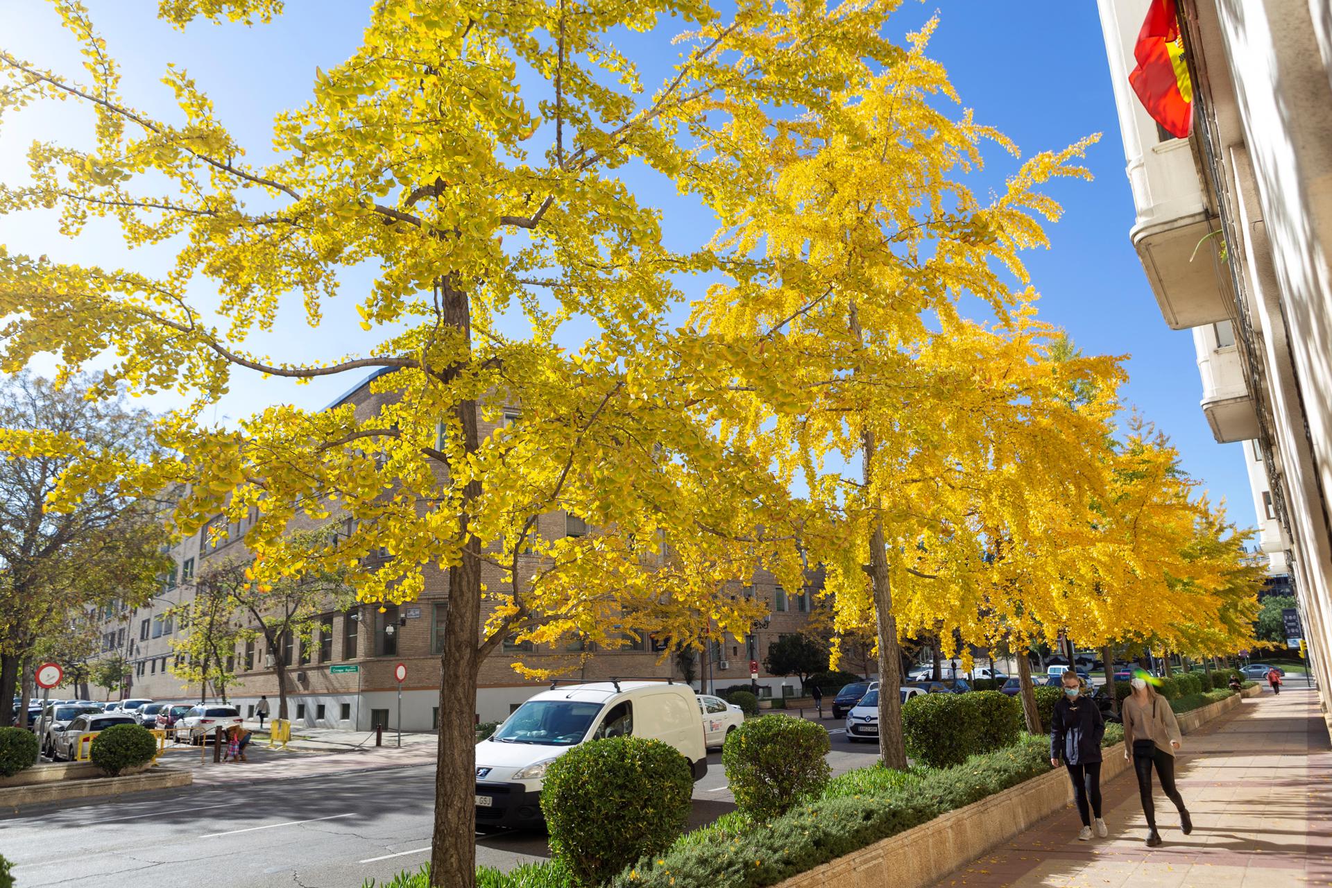 Los árboles lucen colores otoñales en una calle en Zaragoza en una imagen de archivo. EFE/ Javier Belver