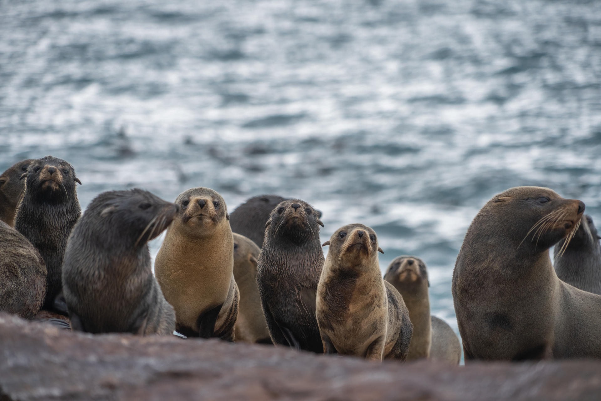 Fotografía sin fecha cedida por Rewilding Argentina de lobos de dos pelos en la Patagonia Azul (Argentina). EFE/ Maike Friedrich / Rewilding Argentina