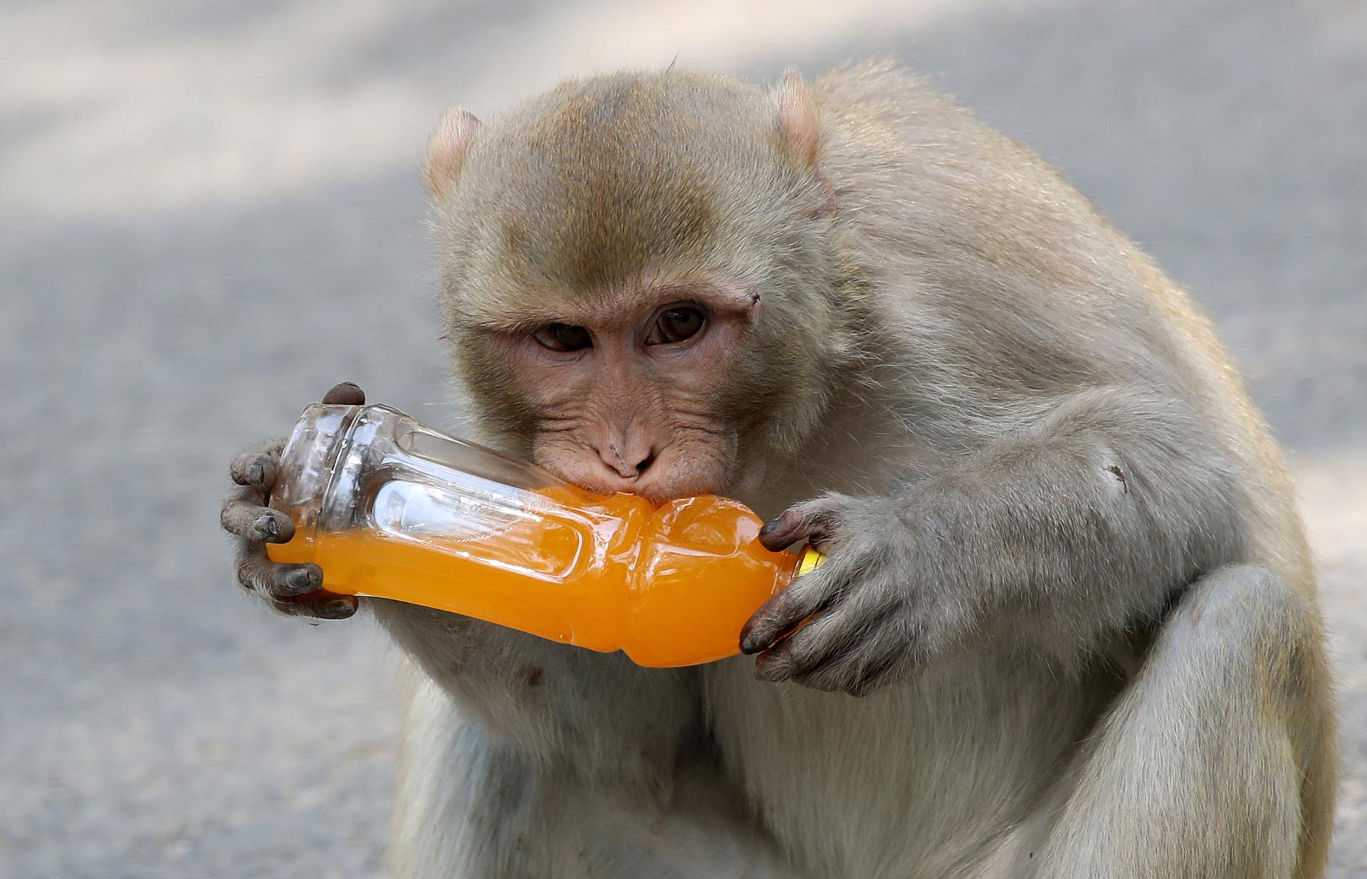 EFE/EPA/HARISH TYAGI