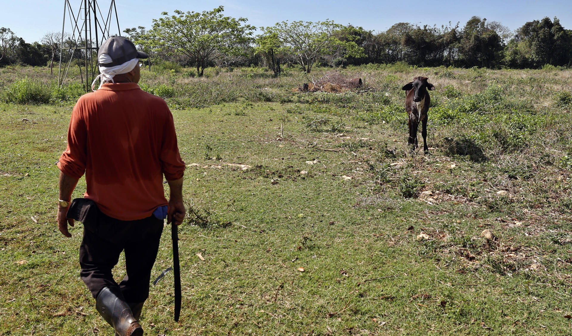 Fotografía del 1 de abril de 2025 de un campesino caminando en un finca, en Cárdenas (Cuba). Julio, un campesino cubano de 71 años, decidió vender el año pasado todas sus vacas, cansado de los vándalos que se las robaban en las noches para luego comercializar la carne en el mercado negro. EFE/ Ernesto Mastrascusa
