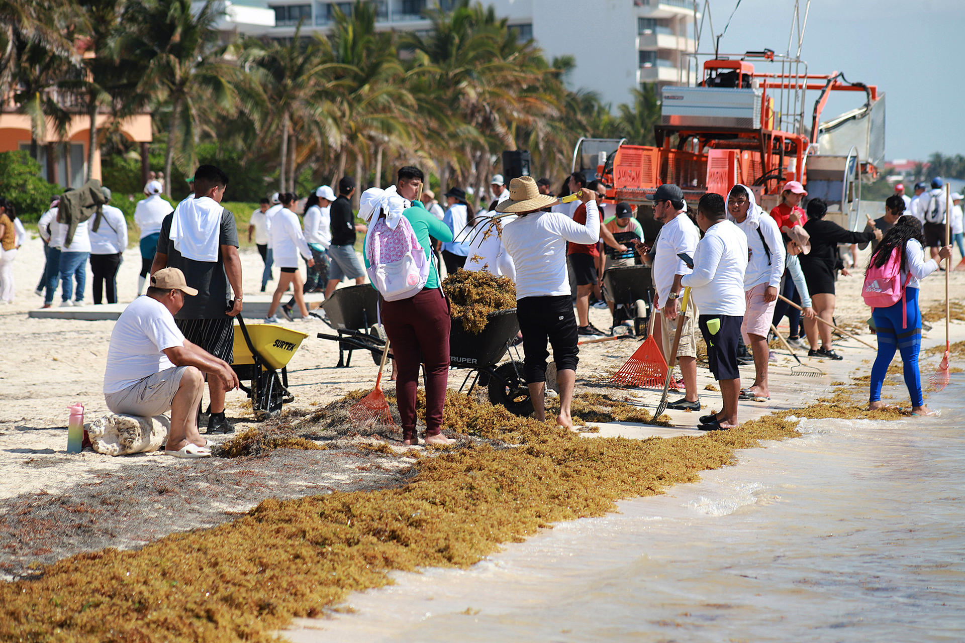 Autoridades y voluntarios participan este martes, en la recolección de sargazo en playas del balneario de Cancún en el estado de Quintana Roo (México). EFE/ Lourdes Cruz