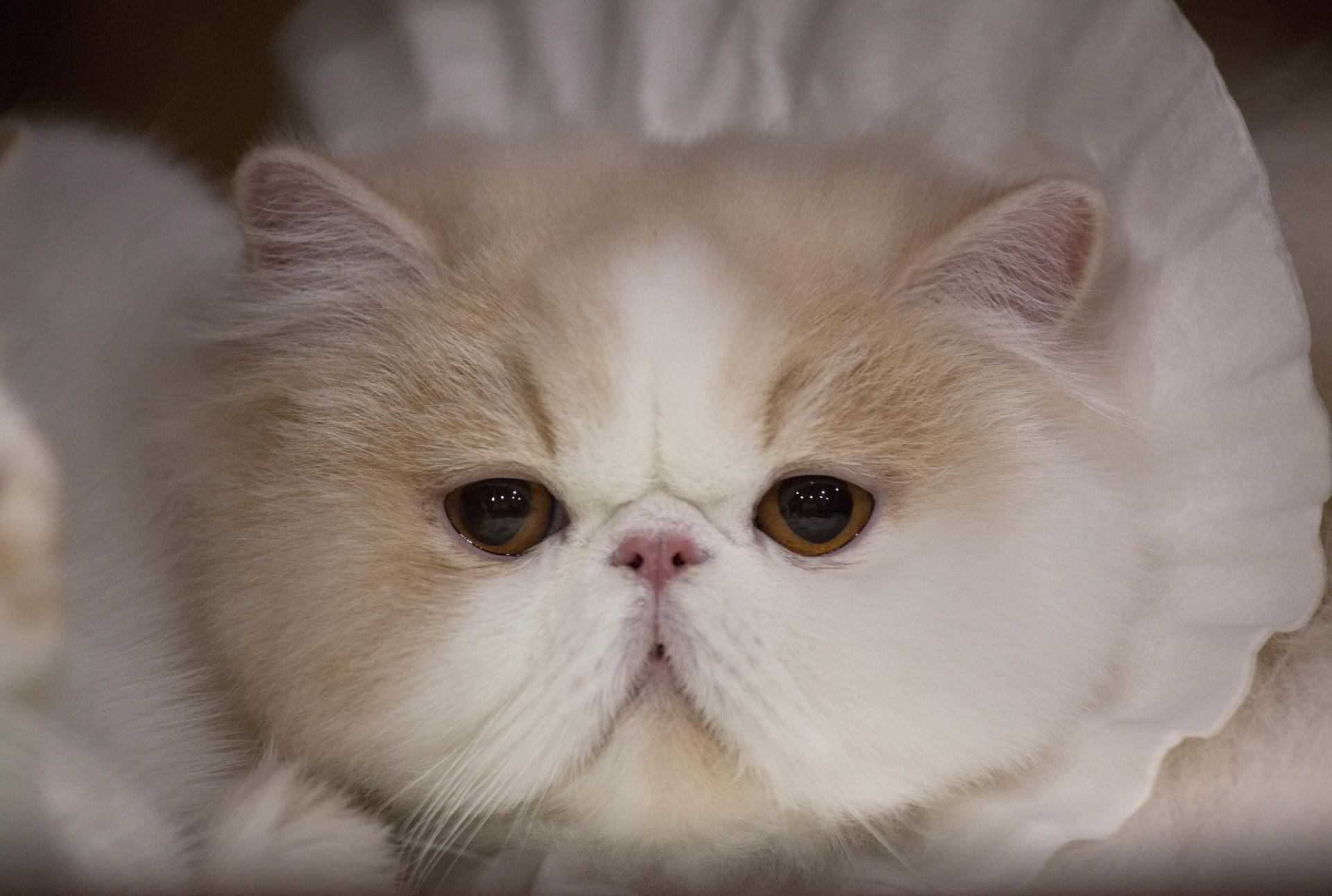 Imagen de un gato persa en una exhibición felina. EFE/Jerome Favre/Archivo