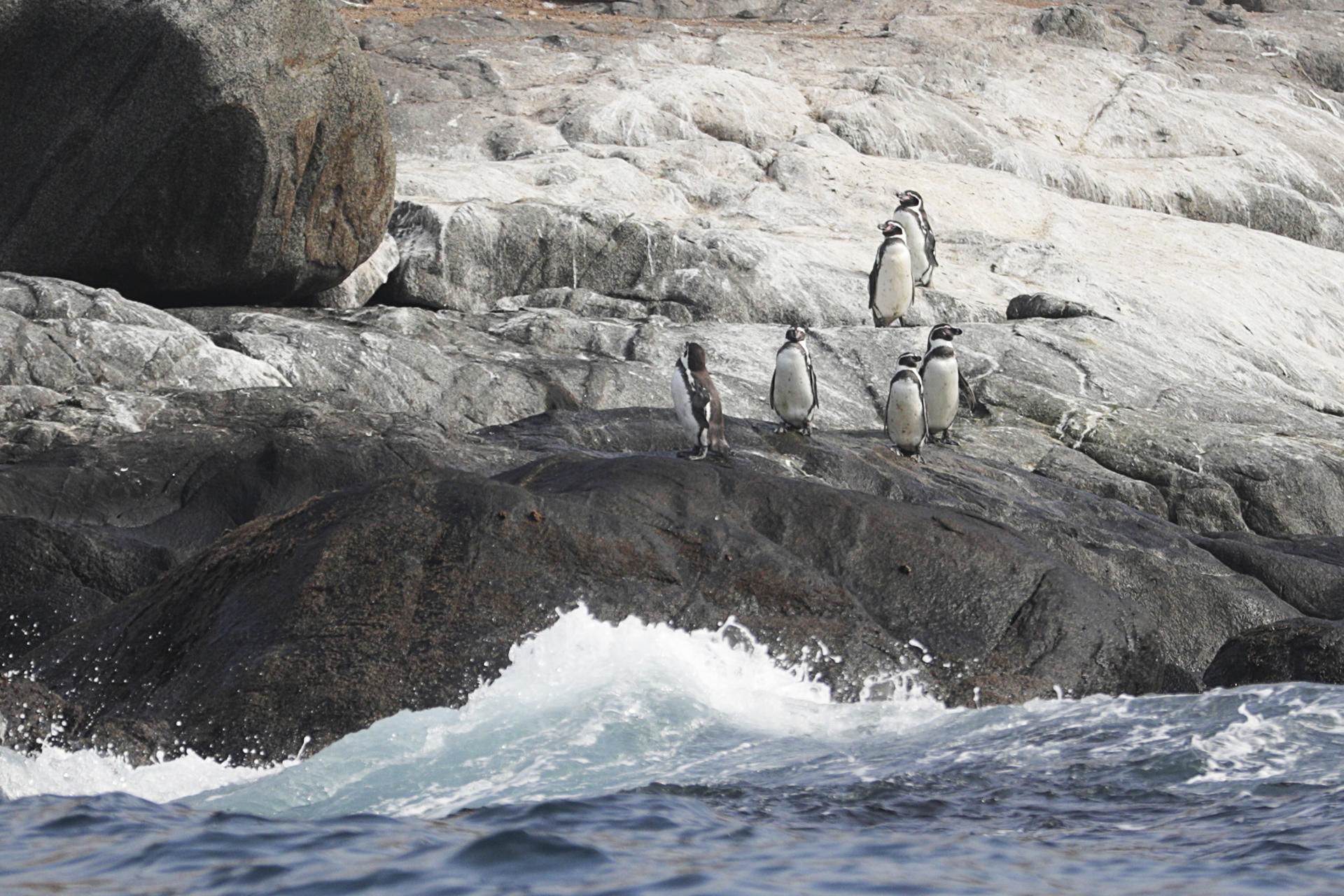 Fotografía de archivo del 26 de julio del 2024 de un grupo de pingüinos de Humboldt, en el Monumento Natural Isla Cachagua (Chile). EFE/ Elvis González