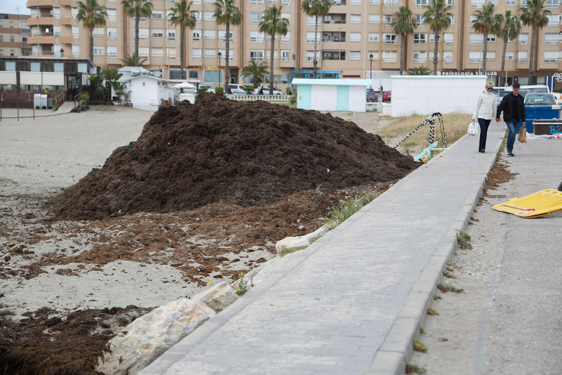 El fuerte temporal de Levante ha vuelto a provocar arribazones del alga invasora en algunas playas de la provincia de Cádiz, como la playa de Poniente de la Línea de la Concepción. El ayuntamiento ha informado este martes que en este mes de abril ha recogido más de 33 toneladas del alga asiática invasora (Rugulopteryx okamurae) en su zona litoral. EFE / A.Carrasco Ragel.