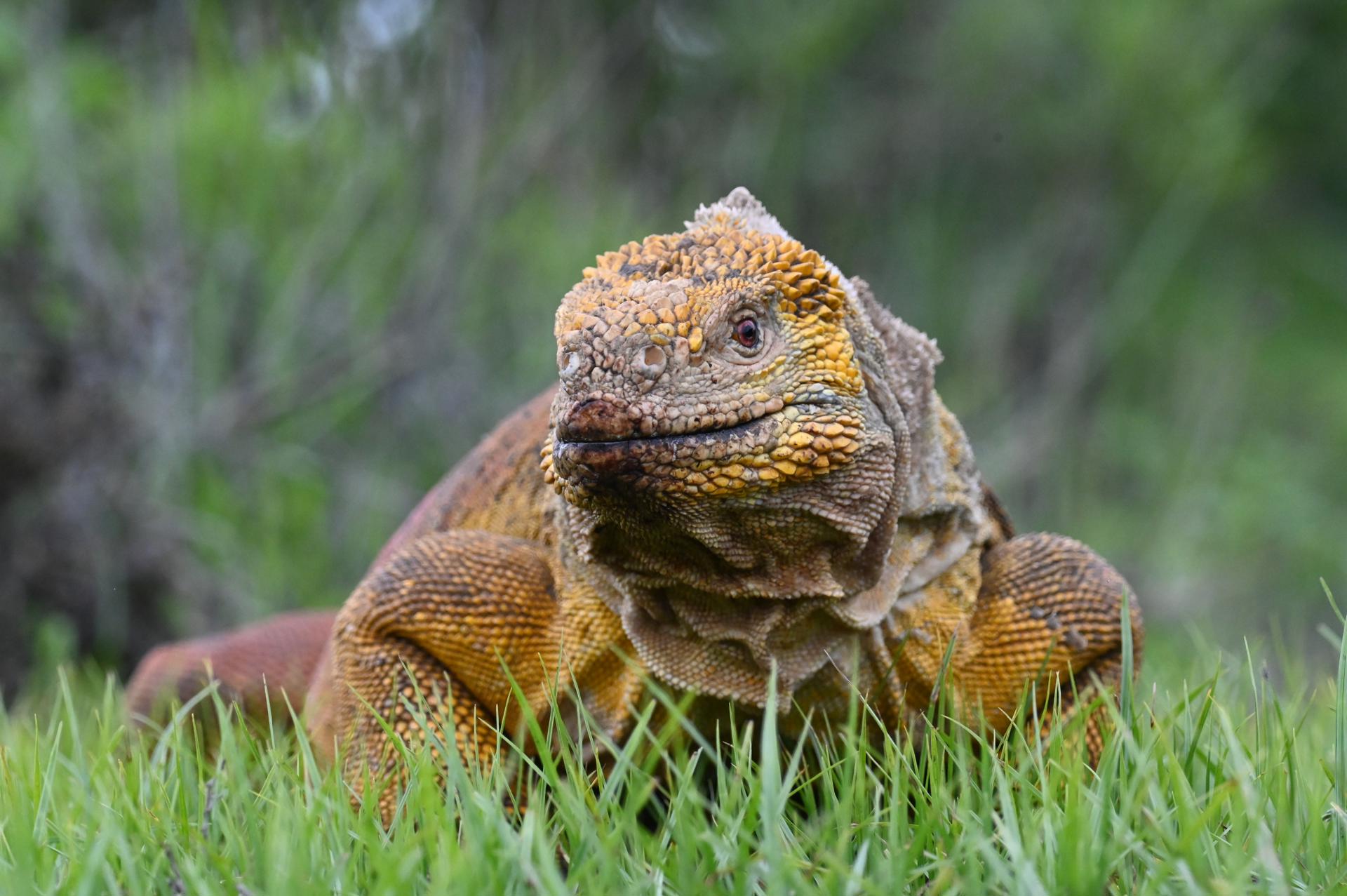Fotografía del 23 de febrero de 2025 cedida por el Parque Nacional Galápagos de una iguana en la isla Wolf, en el archipiélago de Galápagos (Ecuador). EFE/ Parque Nacional Galapagos /SOLO USO EDITORIAL NO VENTAS /SOLO DISPONIBLE PARA ILUSTRAR LA NOTICIA QUE ACOMPAÑA (CRÉDITO OBLIGATORIO)