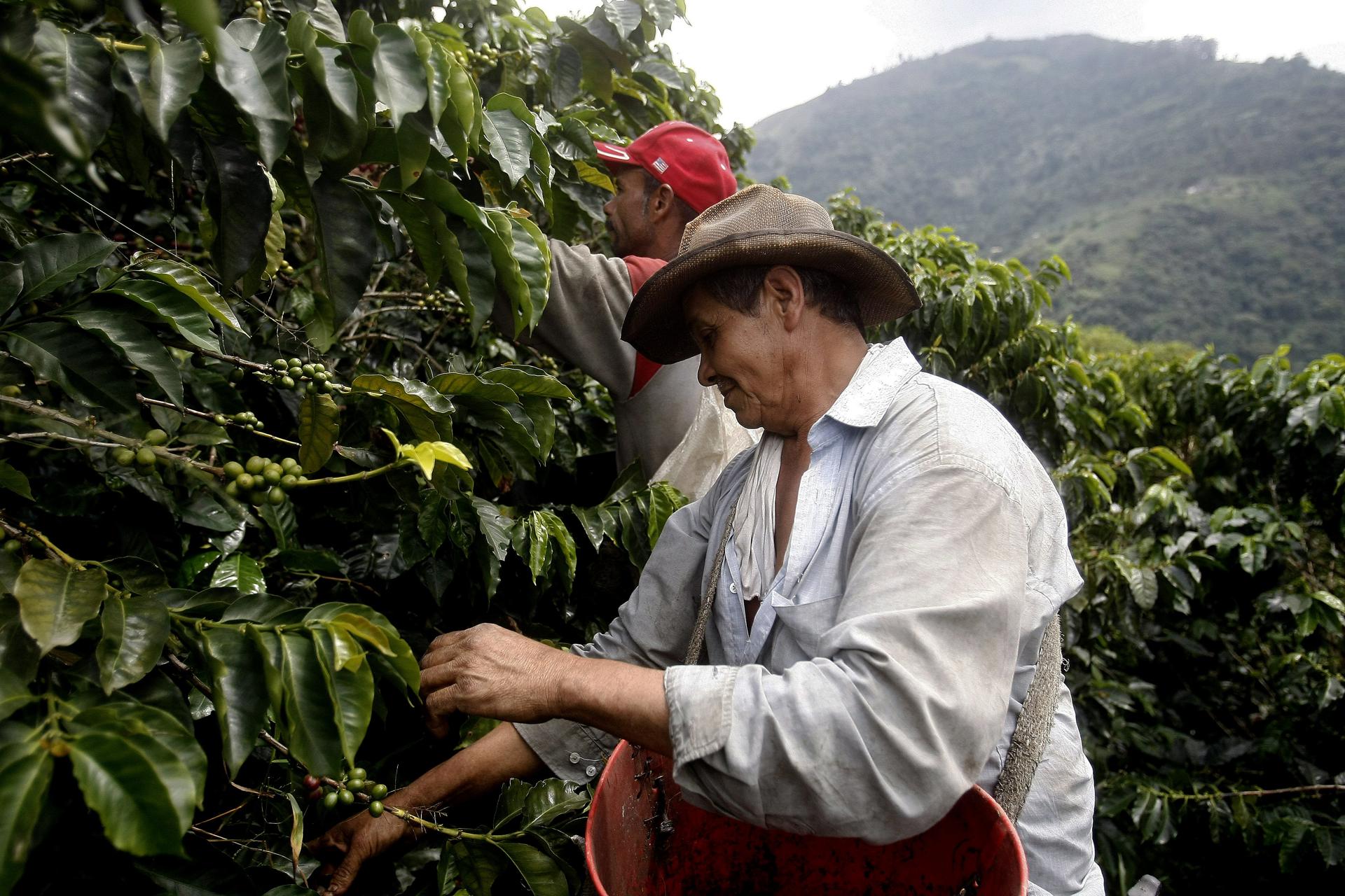 Fotografía de archivo de un par de recolectores de café en Fredonia (Antioquia, Colombia). EFE/Luis Noriega