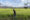 Fotografía del 25 de marzo de 2025 de un hombre caminando por una plantación de arroz en Jesús de Otoro (Honduras). EFE/ Germán Reyes
