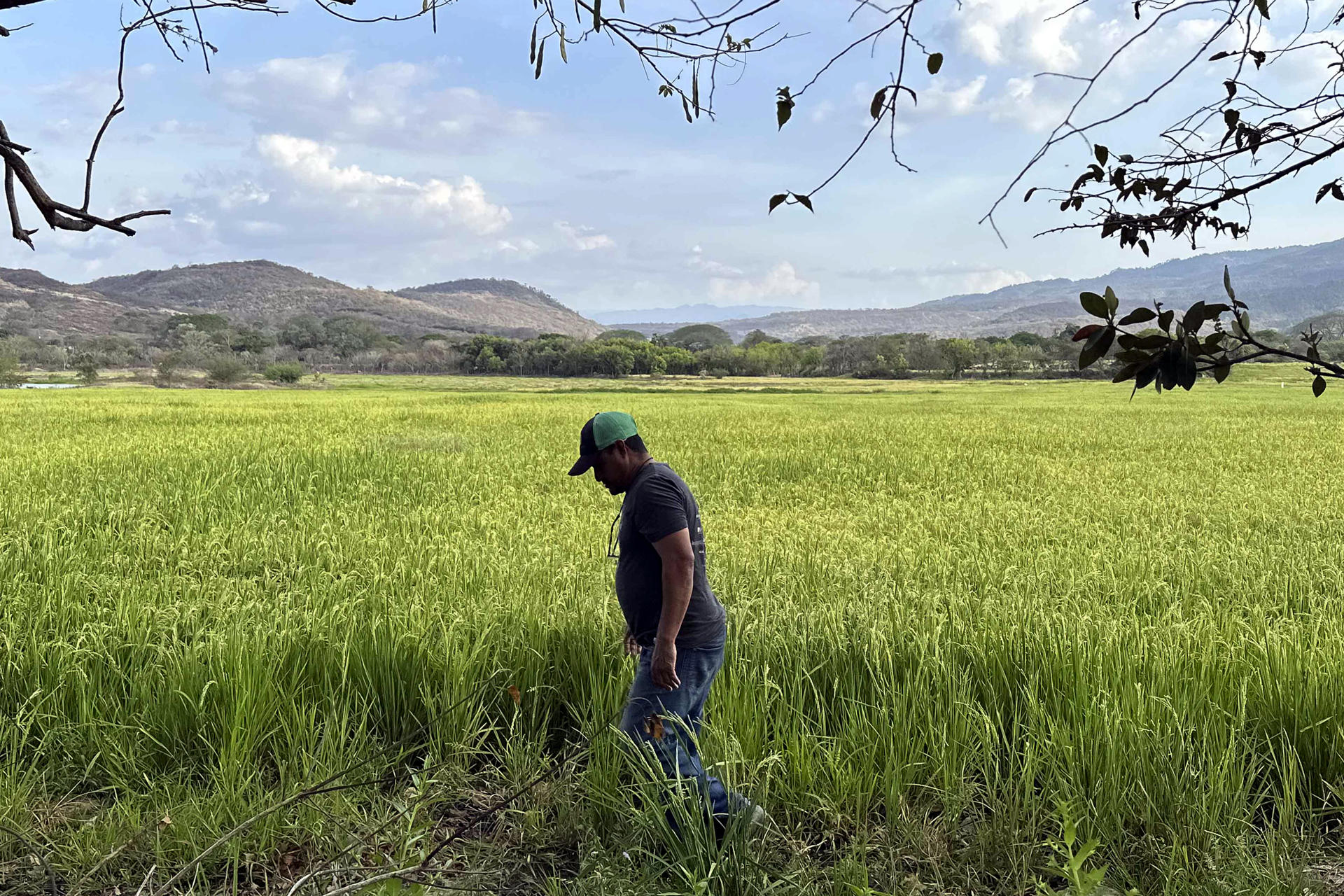 Fotografía del 25 de marzo de 2025 de un hombre caminando por una plantación de arroz en Jesús de Otoro (Honduras). EFE/ Germán Reyes