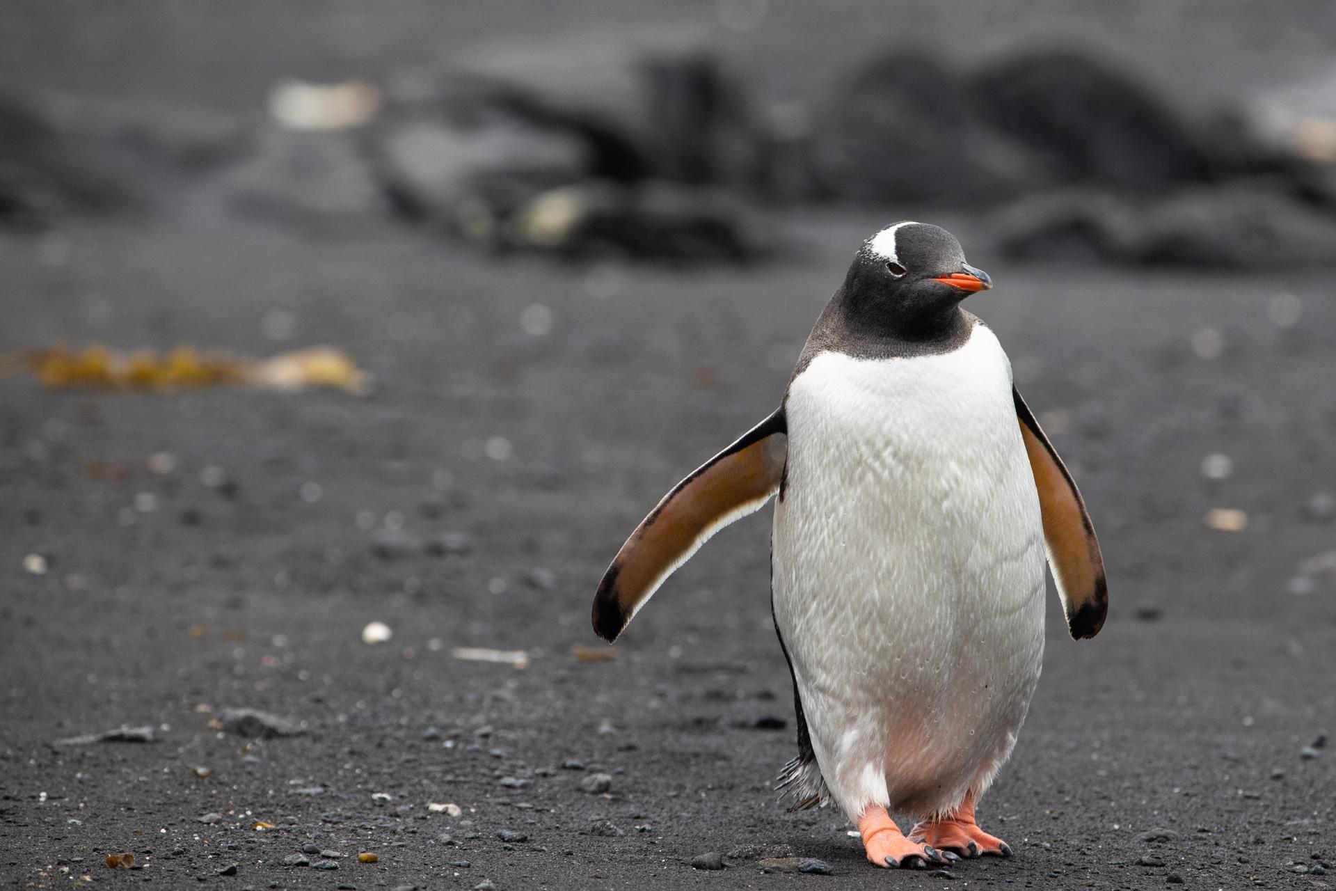 Fotografía de un pingüino a la orilla del océano en la Bahía de Fildes, cerca de la Base Profesor Julio Escudero, en la Isla Rey Jorge, situada en el territorio chileno antártico. EFE/ Alberto Valdes/Archivo