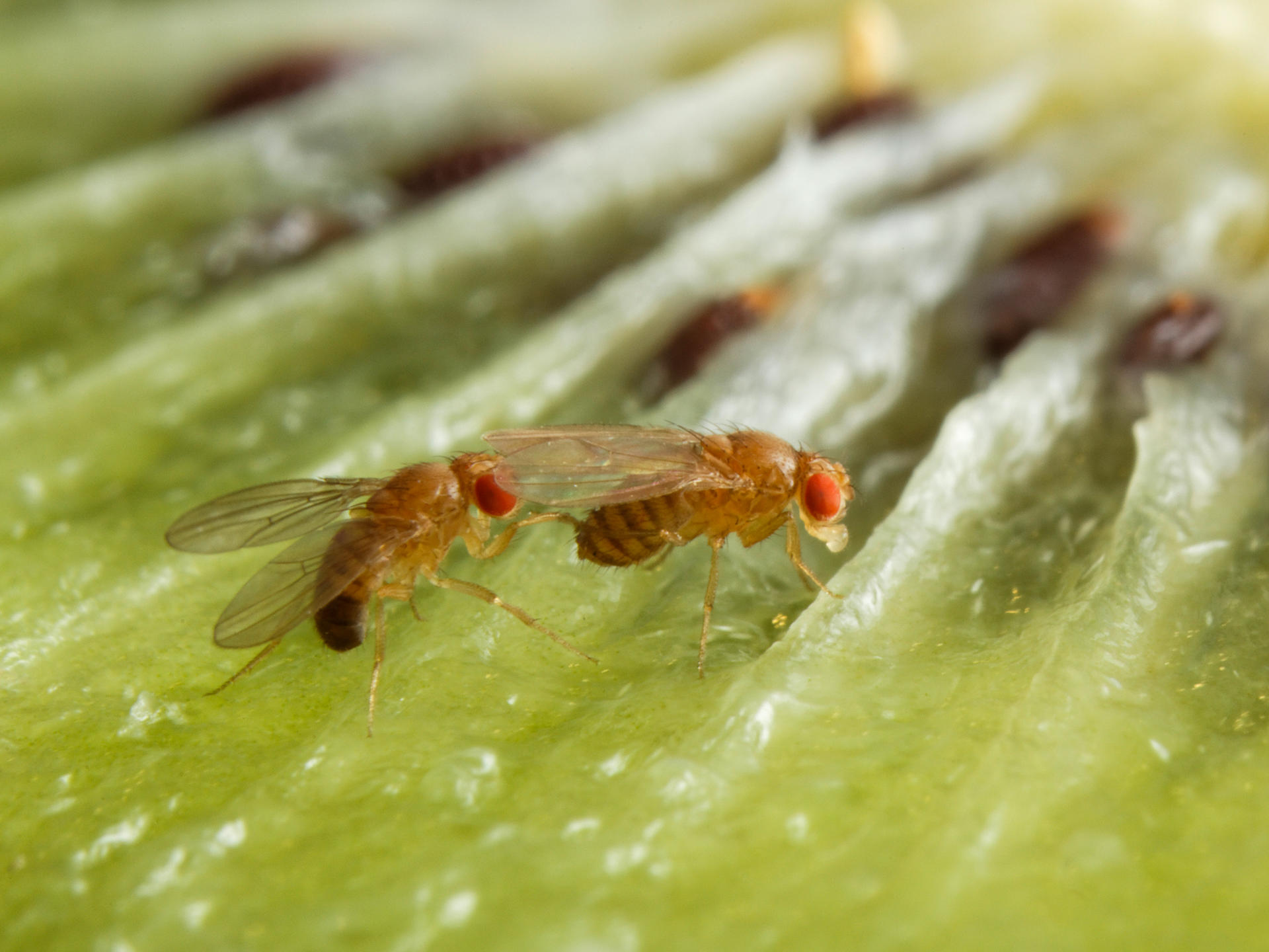 Imagen de moscas de la fruta. EFE/Crédito: Imagen facilitada por el Instituto Max Planck.