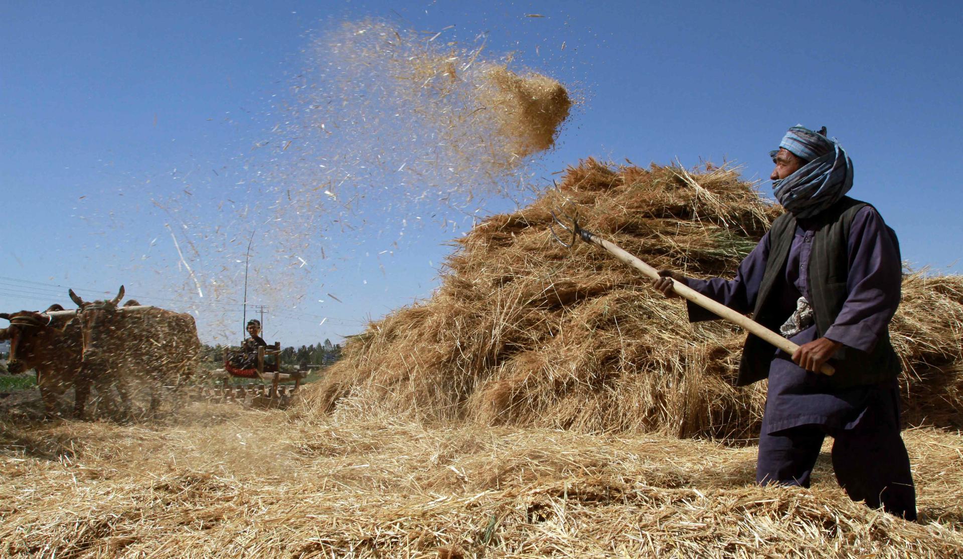 Un agricultor trabaja en un cultivo de trigo, en una fotografía de archivo. EFE/JALIL REZAYEE