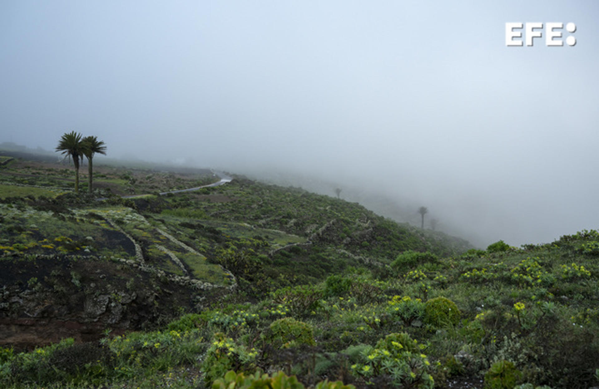 Niebla en la zona de Las Nieves, en el municipio de Teguise, tras el paso de la borrasca Olivier por las islas Canarias. EFE/Adriel Perdomo