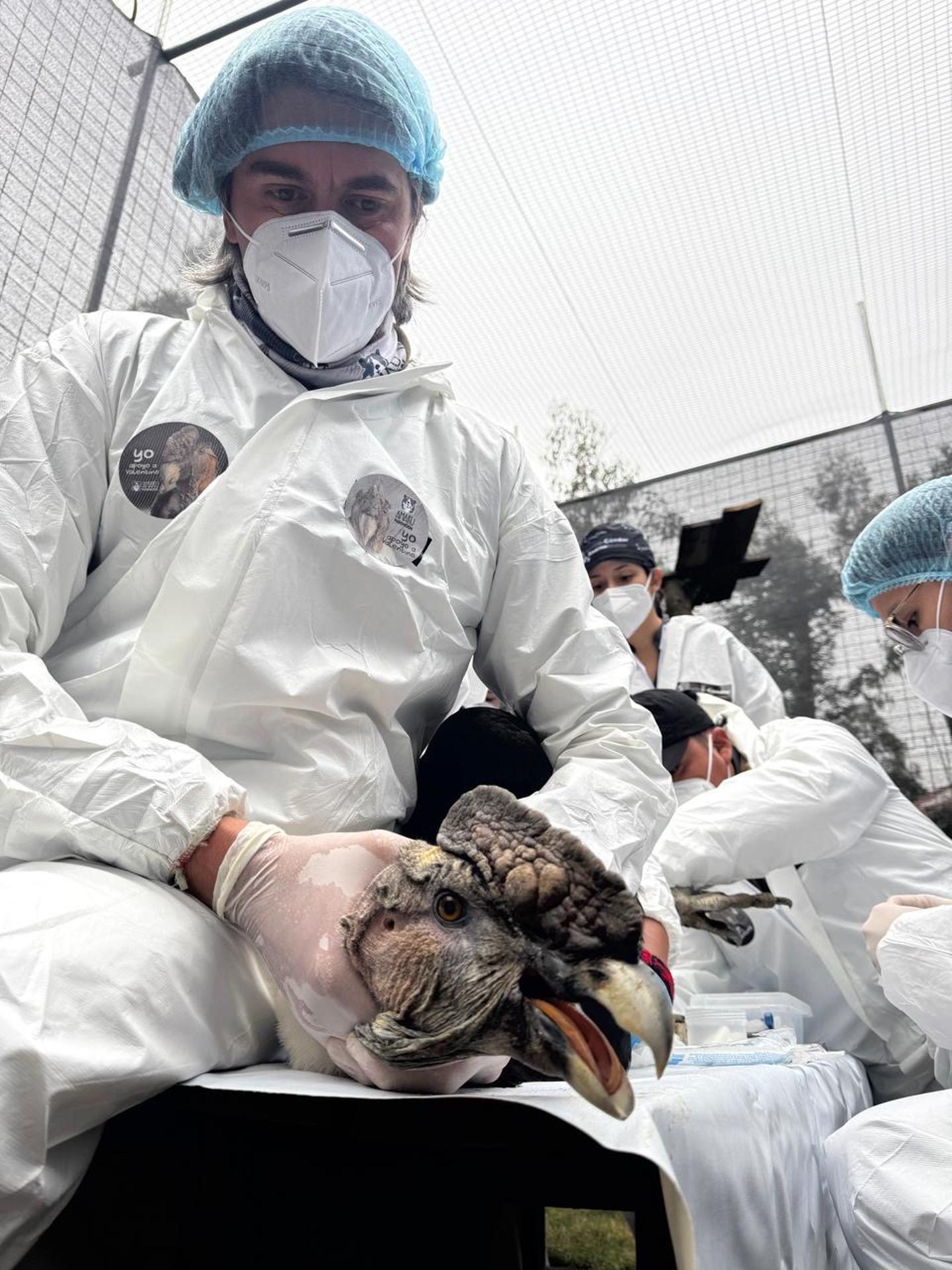 Fotografía del 21 de abril de 2025 cedida por el Ministerio de Ambiente de Ecuador de un cóndor andino siendo atendido por equipo veterinario del Bioparque Amaru, en Quito (Ecuador). EFE/ Ministerio De Ambiente