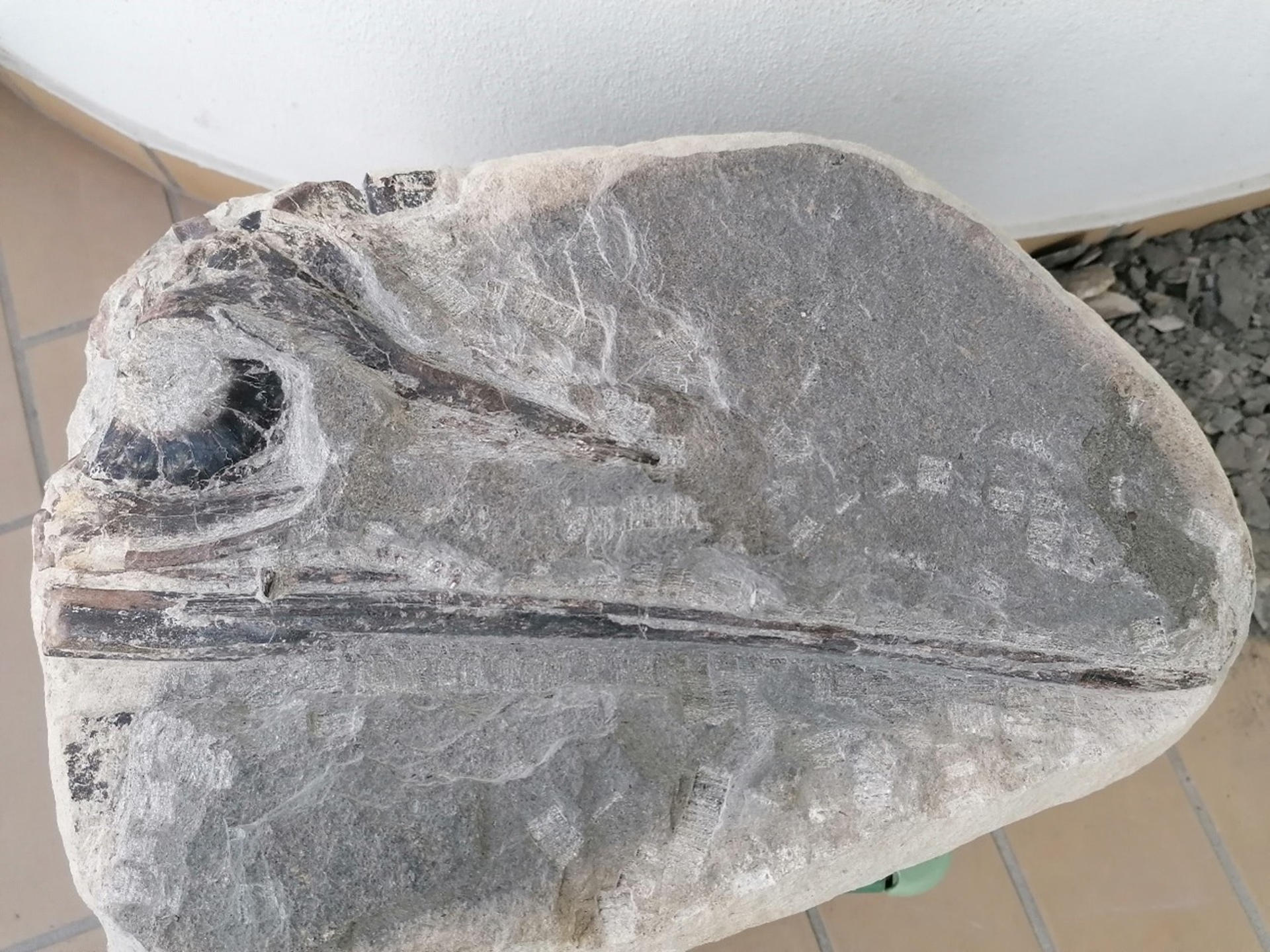 Un equipo internacional, en el que se integran investigadores del grupo Aragosaurus-IUCA de la Universidad de Zaragoza (noreste), ha identificado una nueva especie de ictiosaurio a partir de un fósil excepcionalmente conservado hallado en la costa atlántica de Portugal. Este ejemplar, datado en más de 190 millones de años (Jurásico inferior), ha sido denominado Gadusaurus aqualignues y constituye el primer ictiosaurio nombrado en la península ibérica. EFE/ Isabel Morais Roldão /Universidad de Zaragoza // SOLO USO EDITORIAL/SOLO DISPONIBLE PARA ILUSTRAR LA NOTICIA QUE ACOMPAÑA (CRÉDITO OBLIGATORIO)
