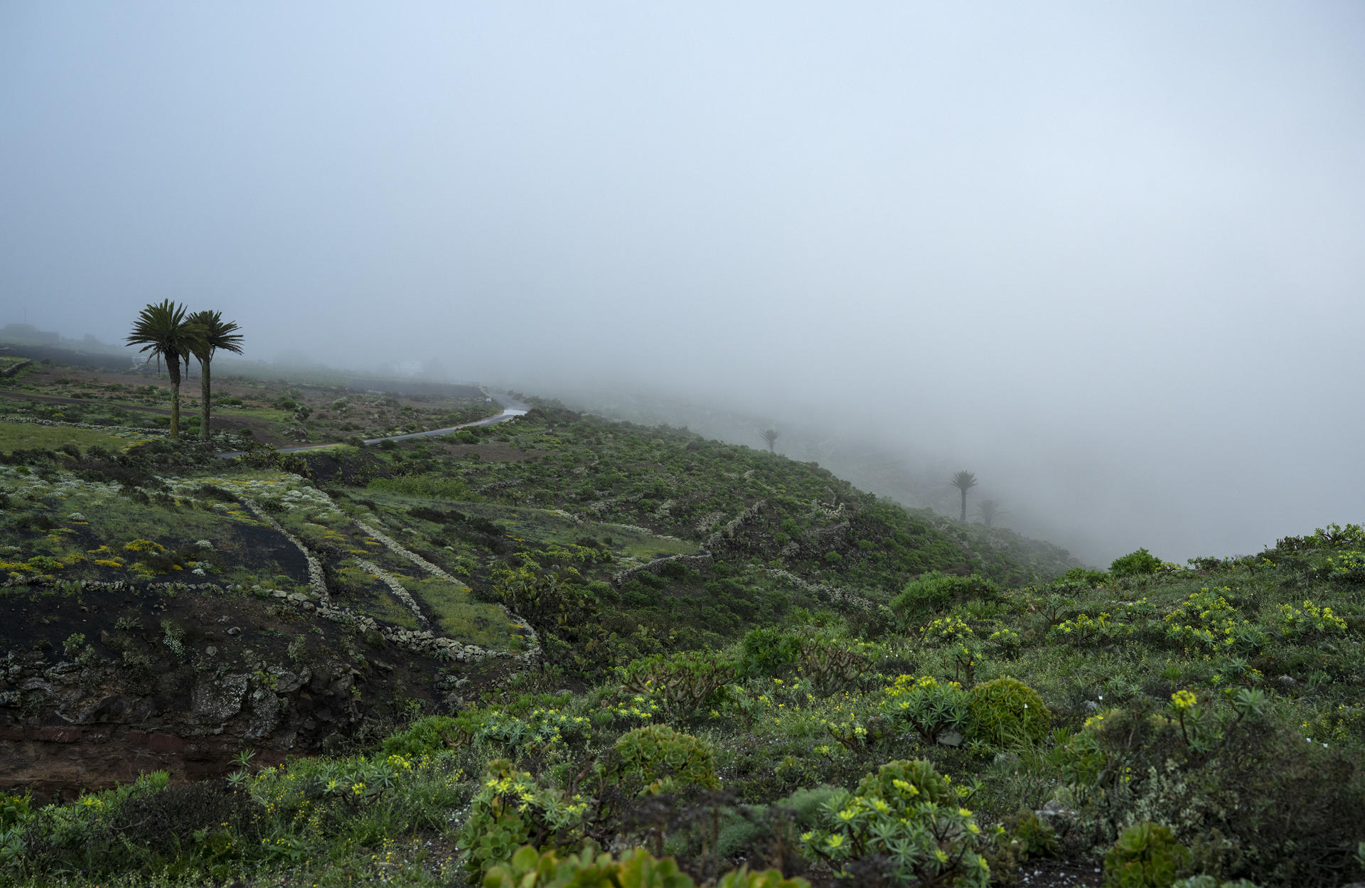 Niebla en la zona de Las Nieves, en el municipio de Teguise, tras el paso de la borrasca Olivier por las islas Canarias. EFE/Adriel Perdomo